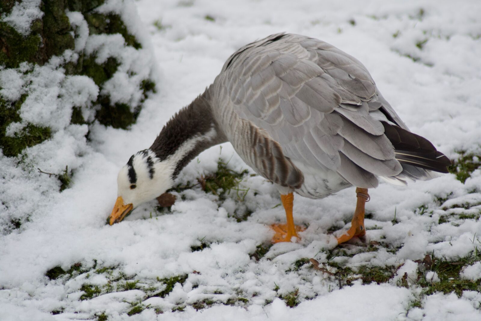 Nikon D3100 sample photo. Snow, winter, bird photography
