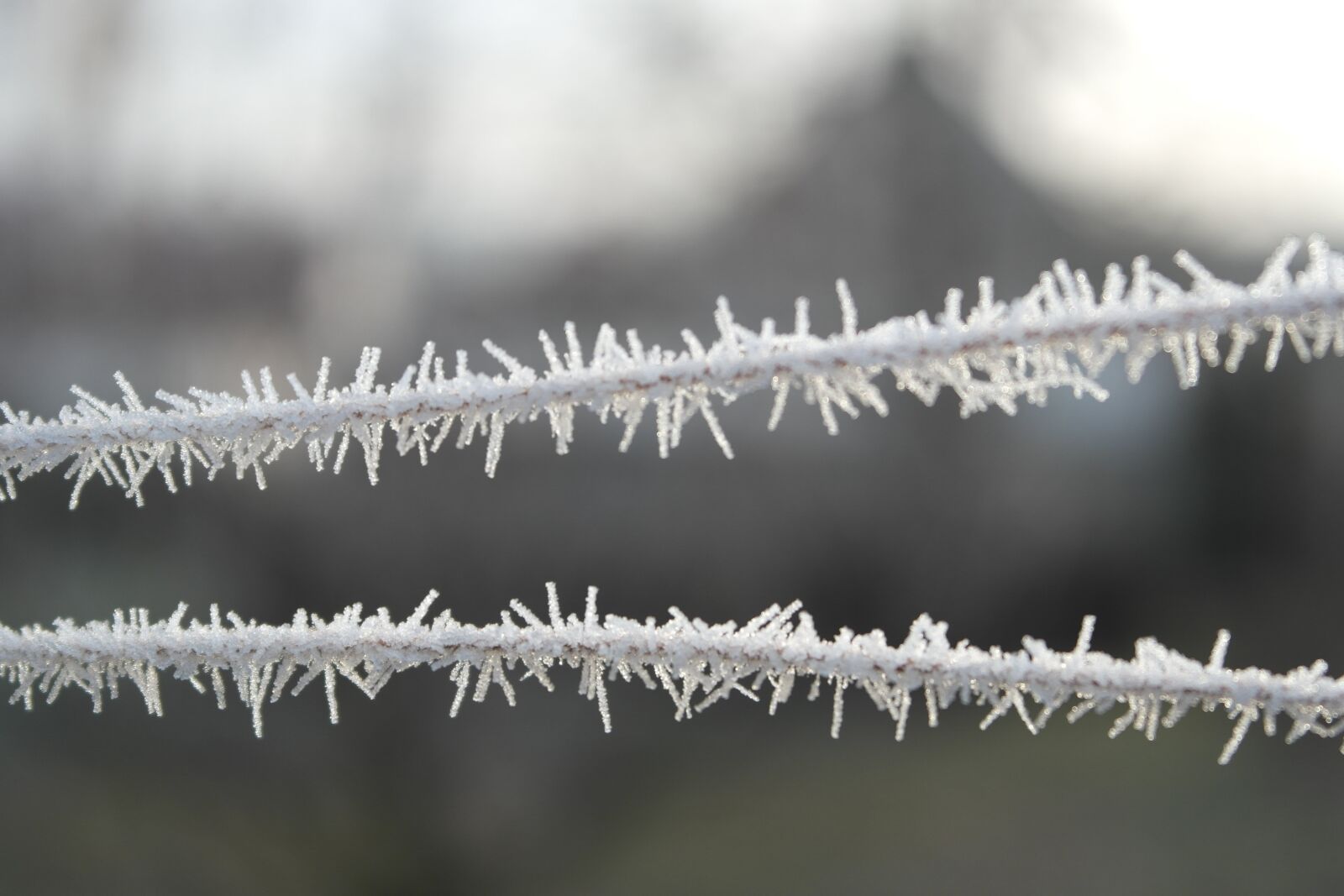 Samsung NX1000 sample photo. Detail, frost, winter photography