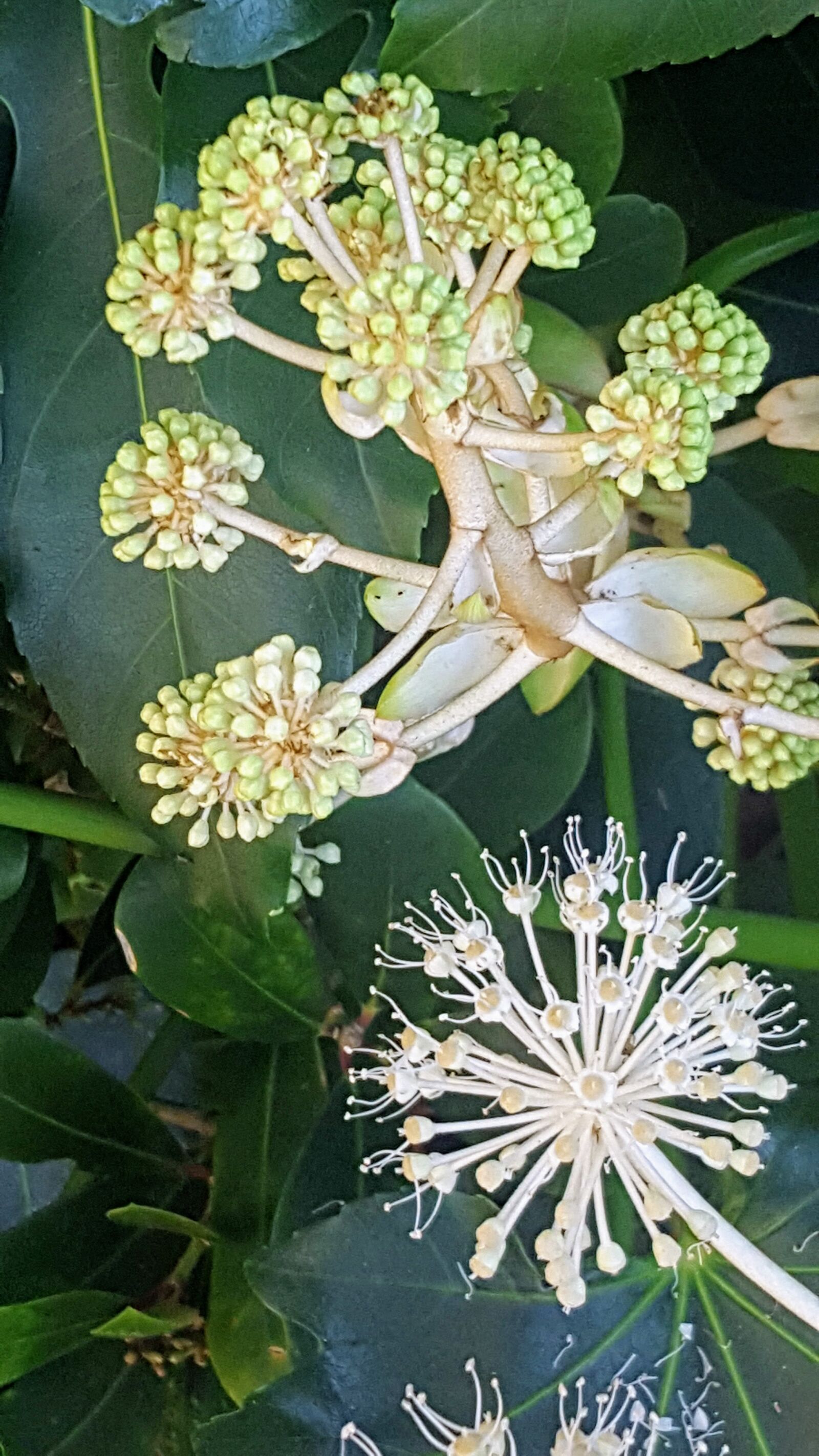 Samsung Galaxy S6 sample photo. Fatsia, flower, seedhead photography
