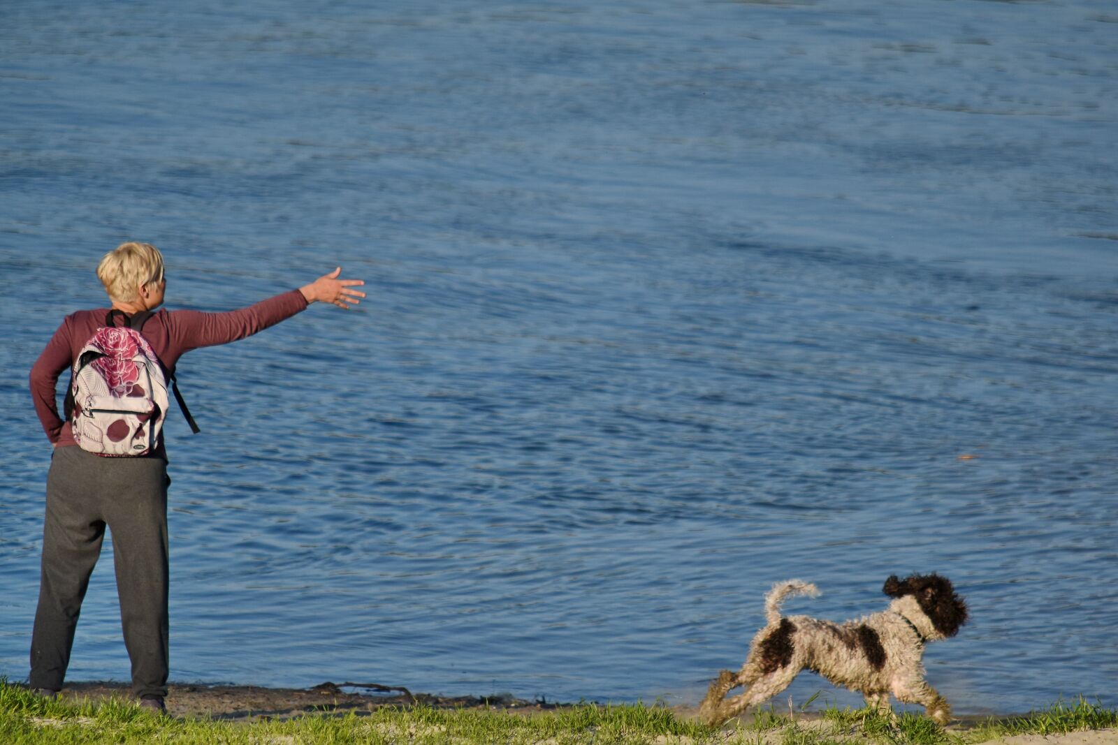 Nikon D5500 sample photo. Dog, hunting dog, trainer photography