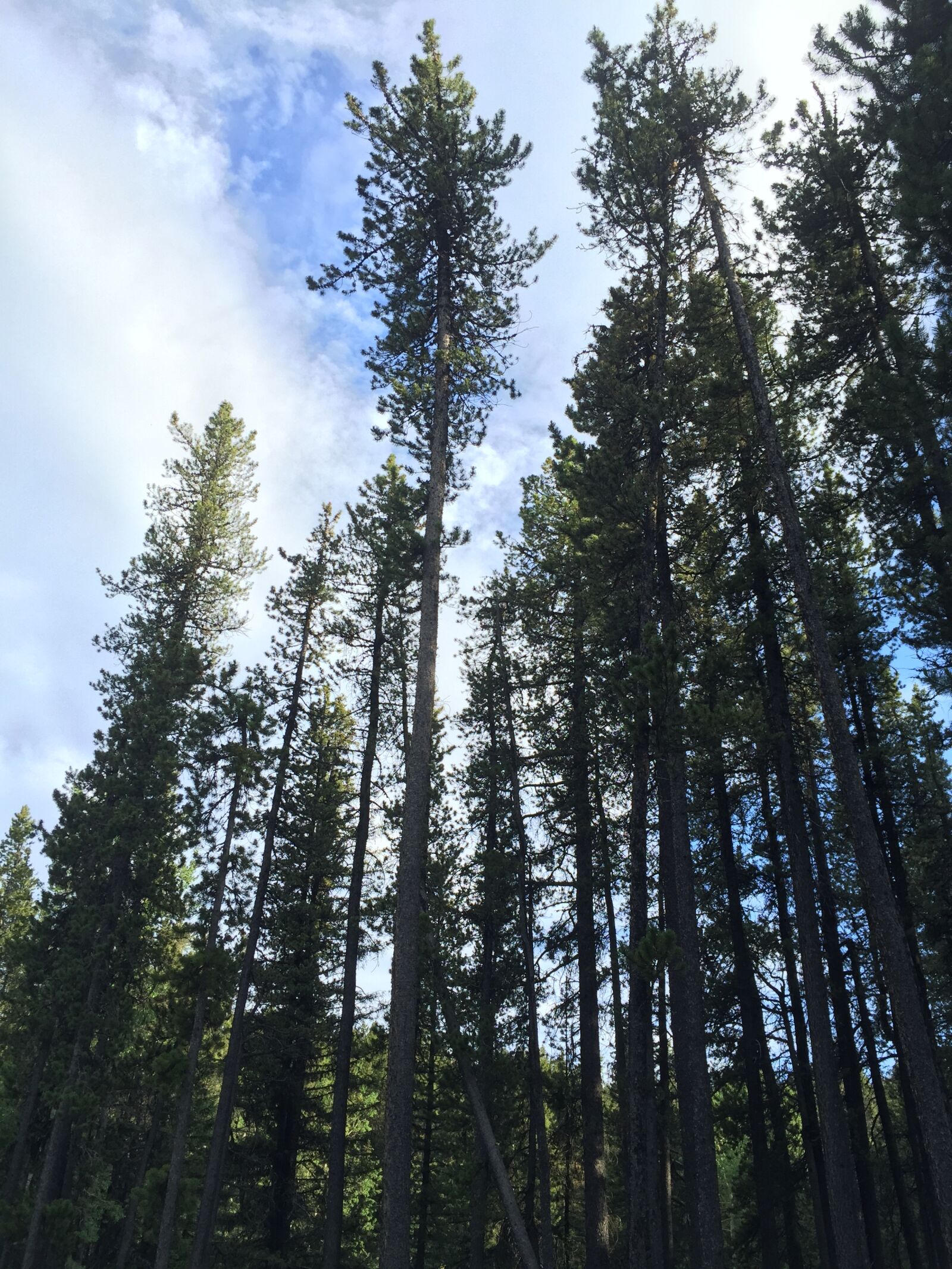 Apple iPhone 6 sample photo. Forest, sun, nature photography