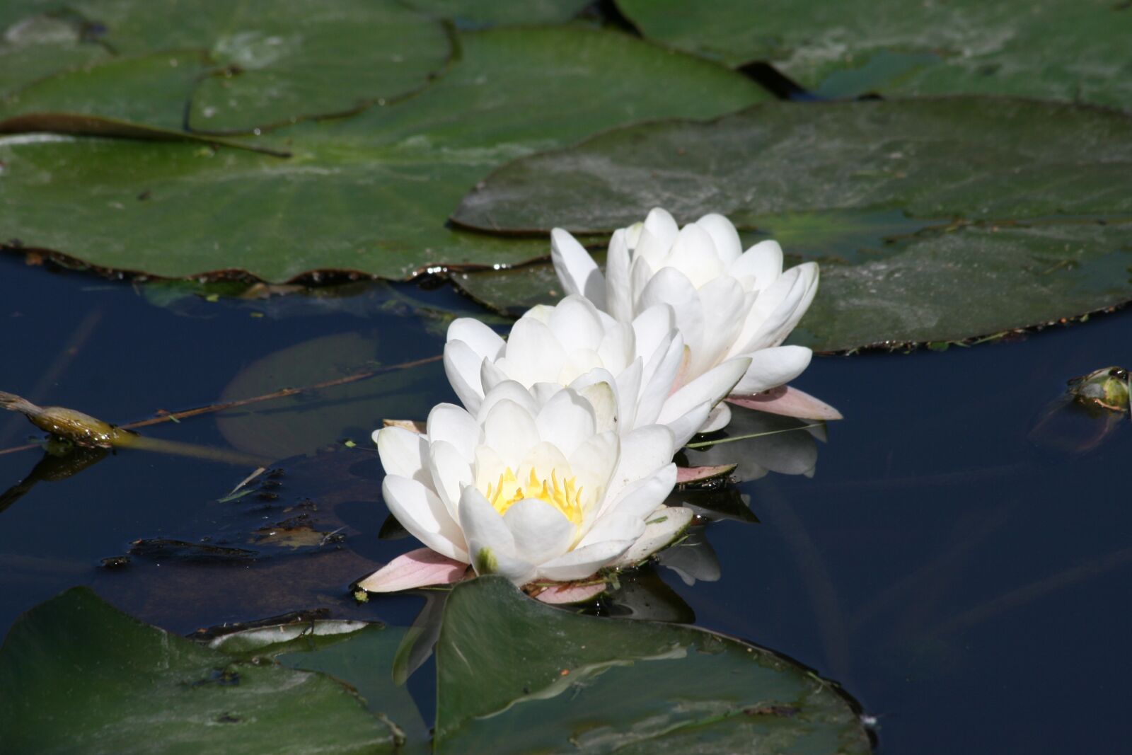 Canon EOS 400D (EOS Digital Rebel XTi / EOS Kiss Digital X) sample photo. Water lily, three, pond photography