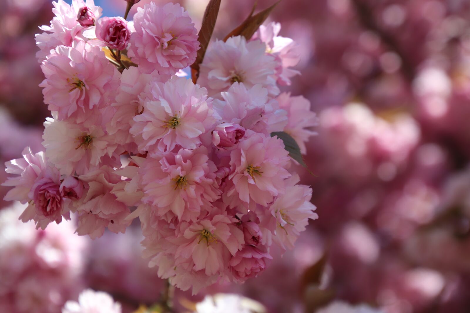 Canon EOS 77D (EOS 9000D / EOS 770D) sample photo. Sakura, cherry, spring photography