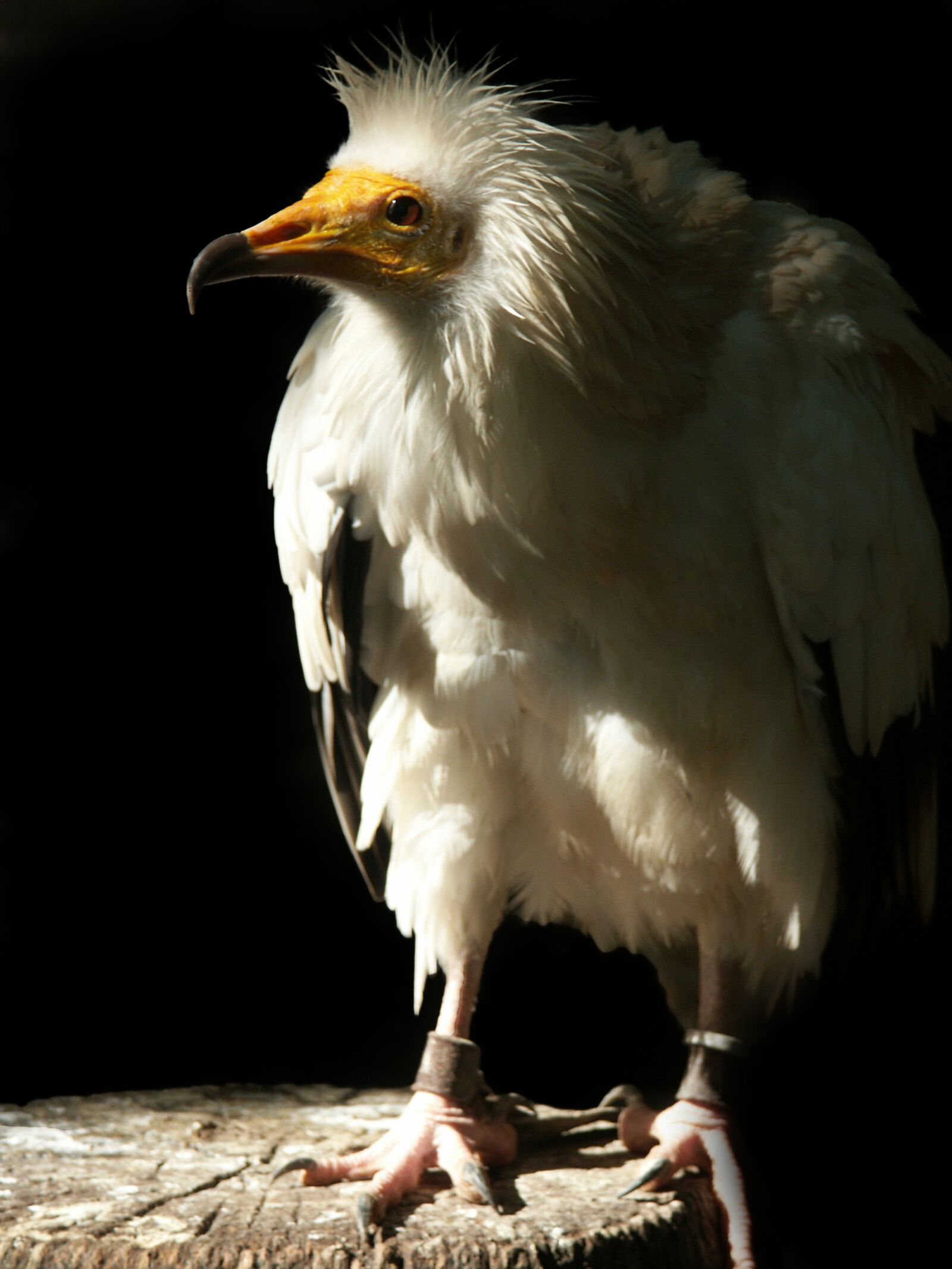 KONICA MINOLTA DiMAGE 7Hi sample photo. Egyptian vulture, raptor, bird photography