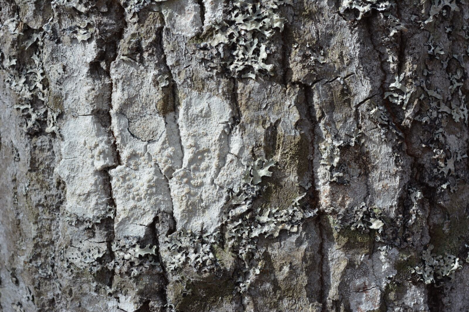 Nikon D5200 sample photo. Rough, bark, pattern photography