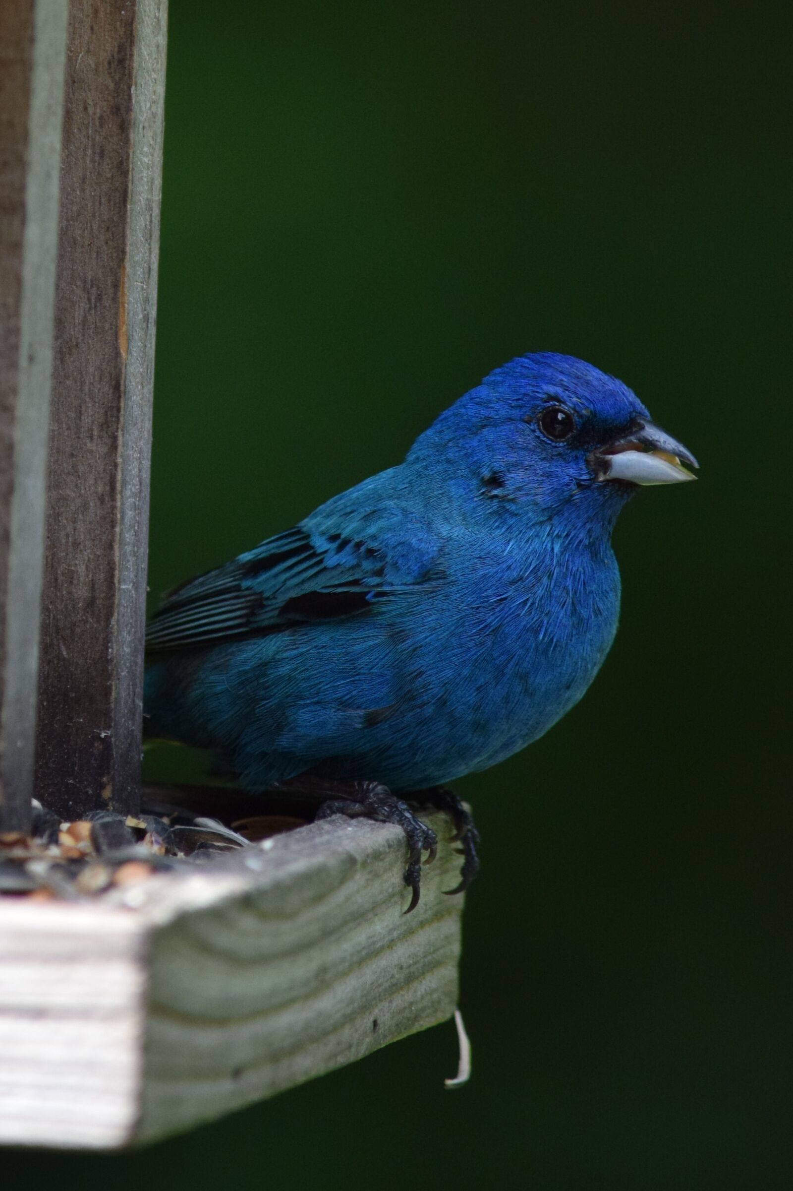 Nikon D5300 sample photo. Indigo, bunting, bird photography