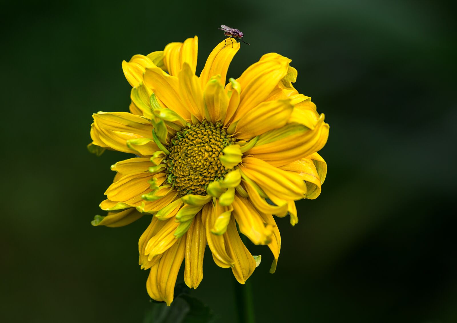 Canon EF 100mm F2.8L Macro IS USM sample photo. Flower, nature, plant photography