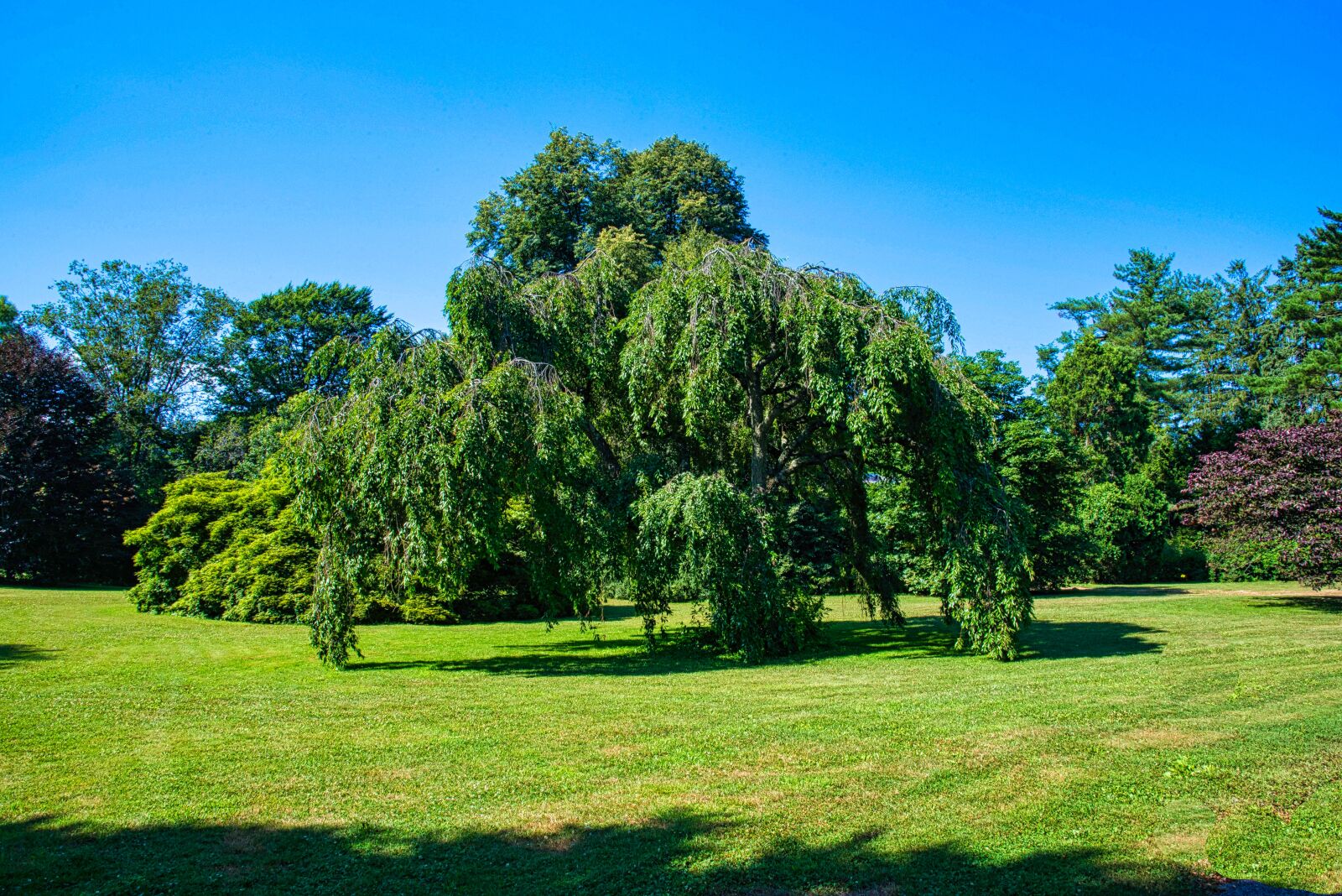Nikon D750 sample photo. Planting field, exotic tree photography