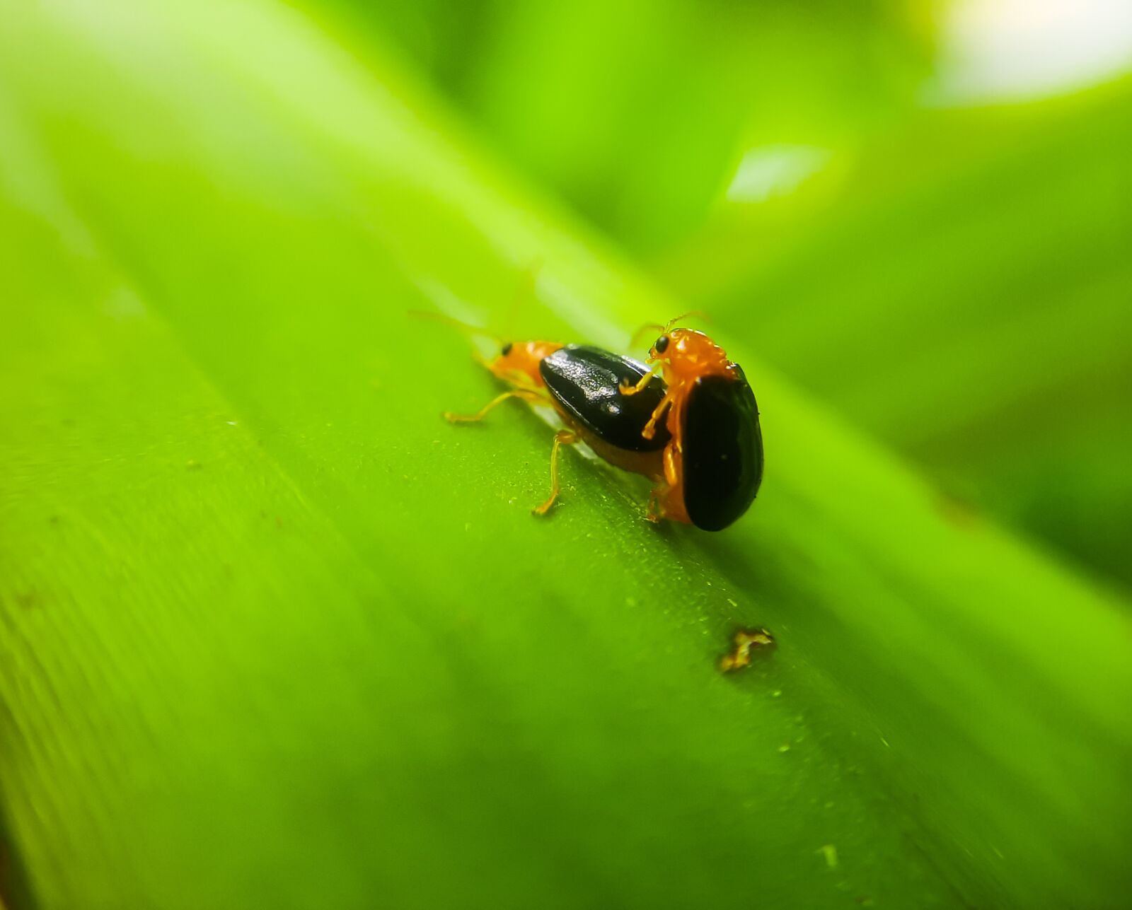 Samsung SM-A307FN sample photo. Mating, insect, beetle photography