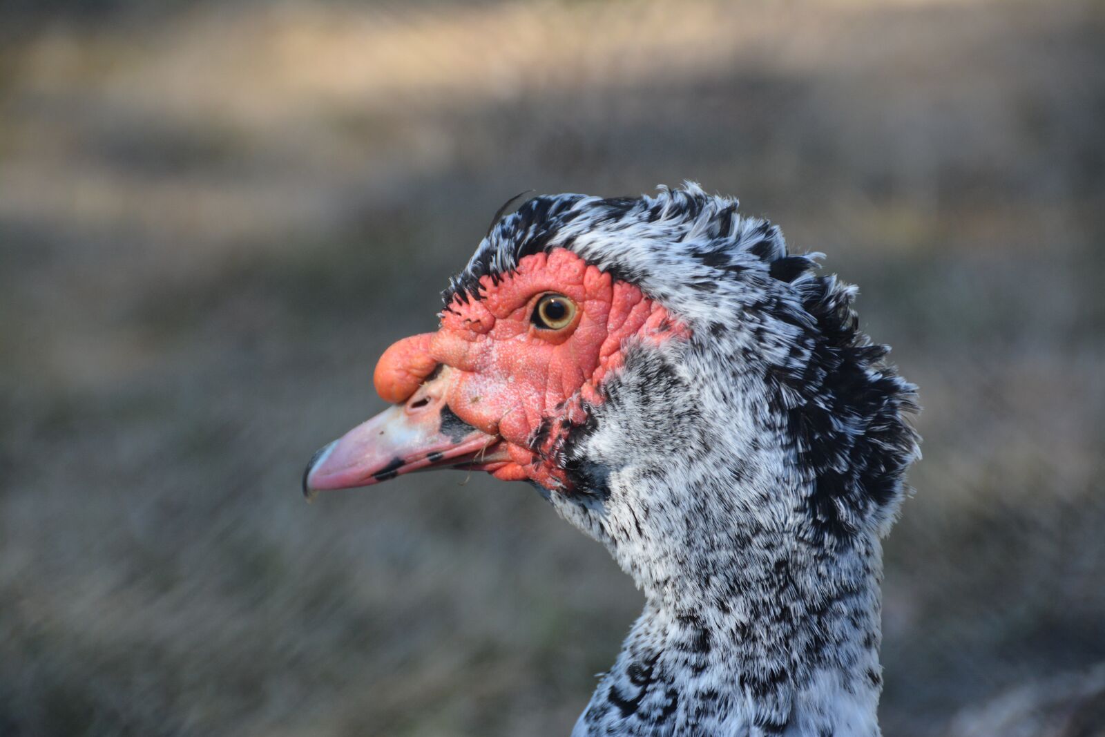 Nikon D7100 sample photo. Duck barbarism, beak, bird photography