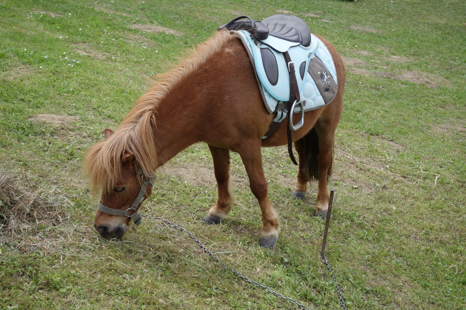 Sony Cyber-shot DSC-RX100 II sample photo. Little horse, pony, brown photography