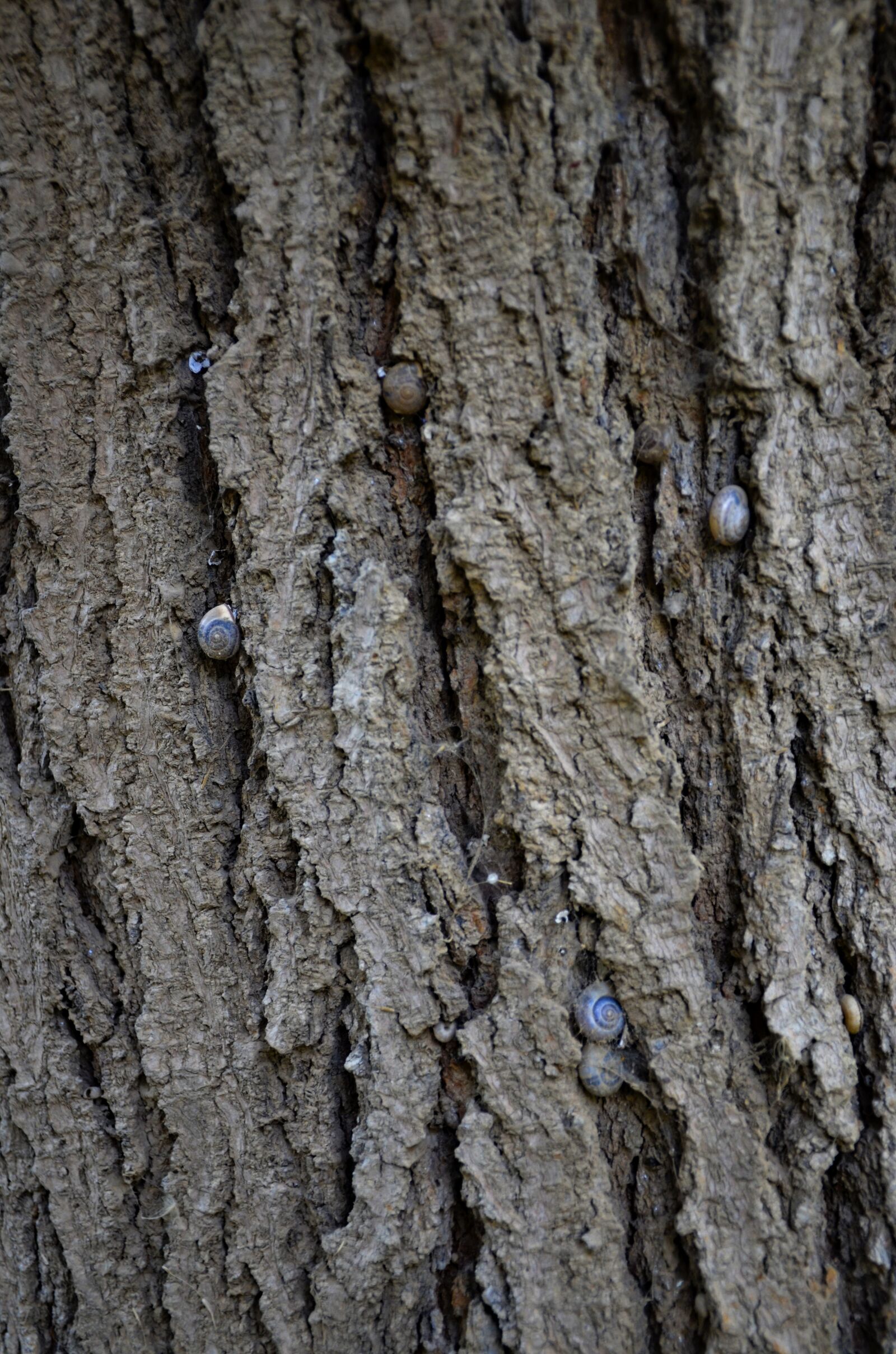 Nikon D7000 sample photo. Tree texture, nature texture photography