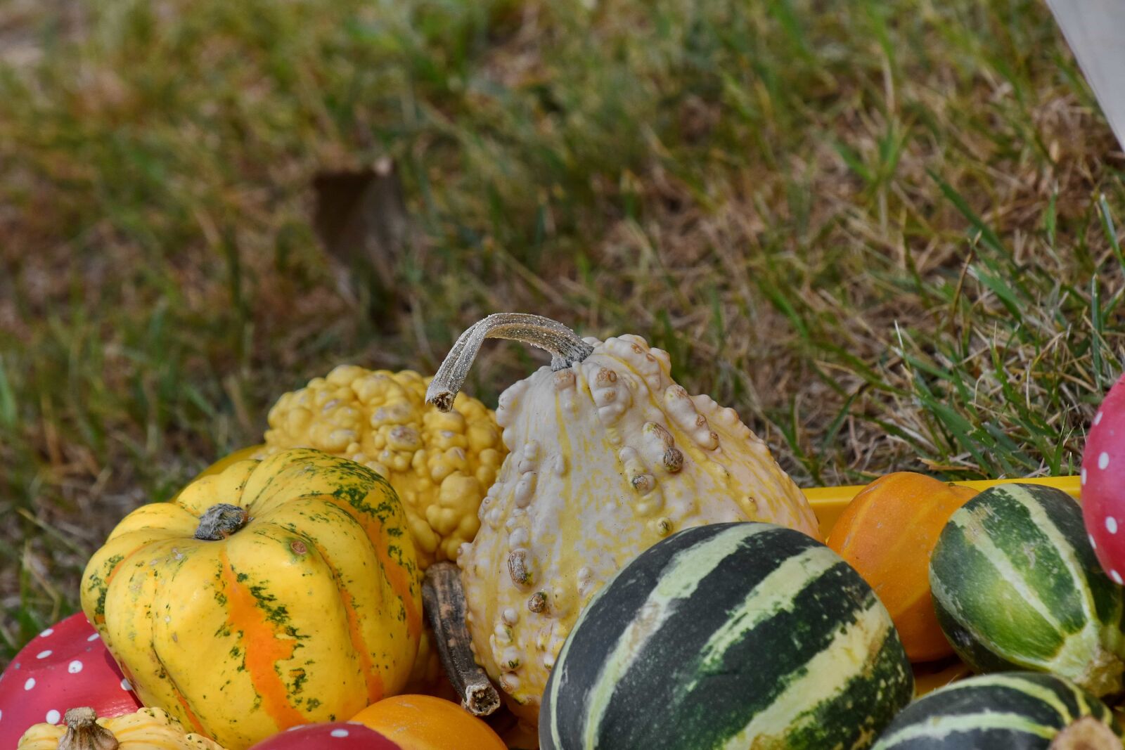 Nikon D5500 sample photo. Pumpkin, squash, food, vegetable photography
