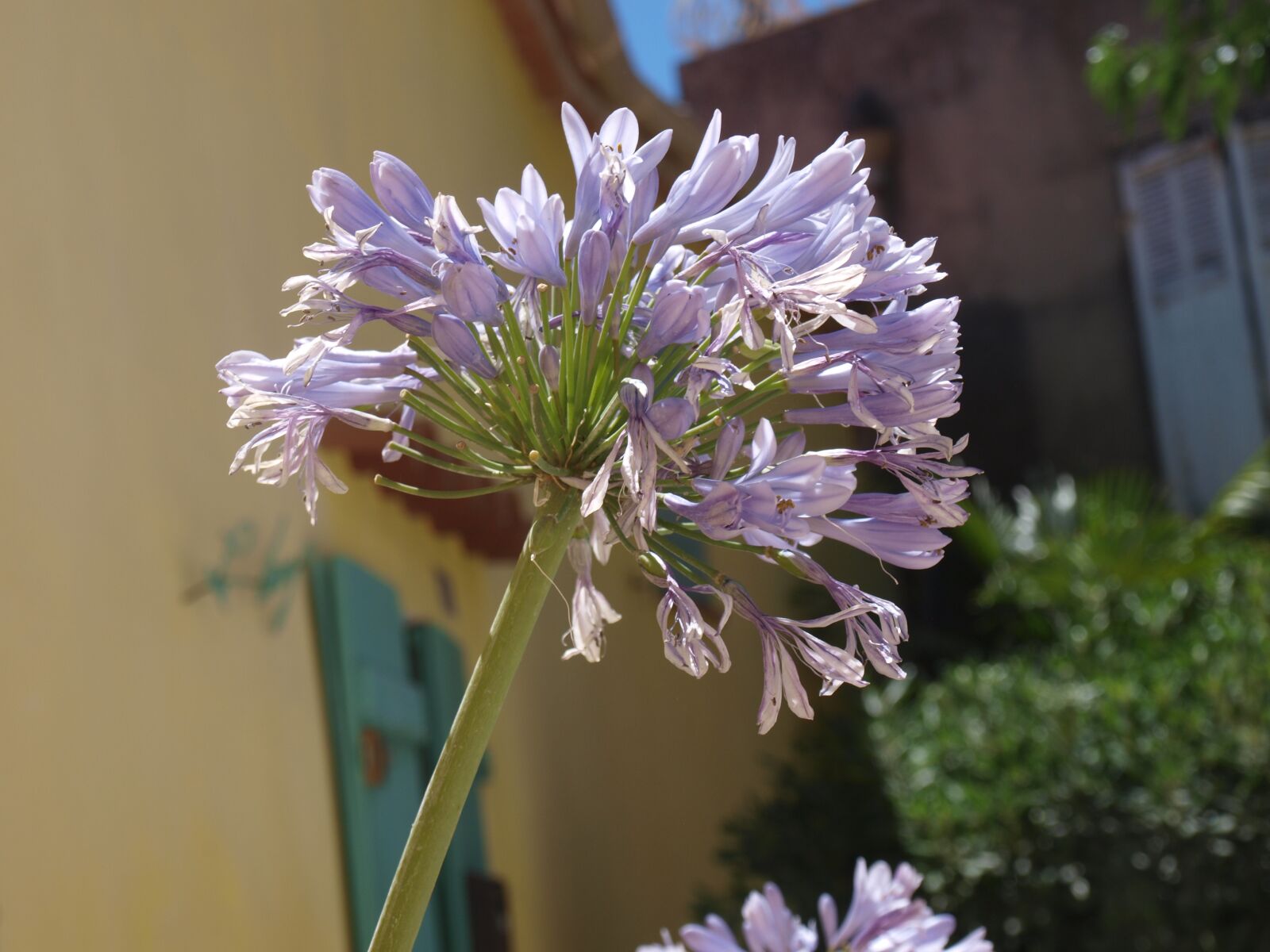 Olympus E-420 (EVOLT E-420) sample photo. Flower, purple, close up photography