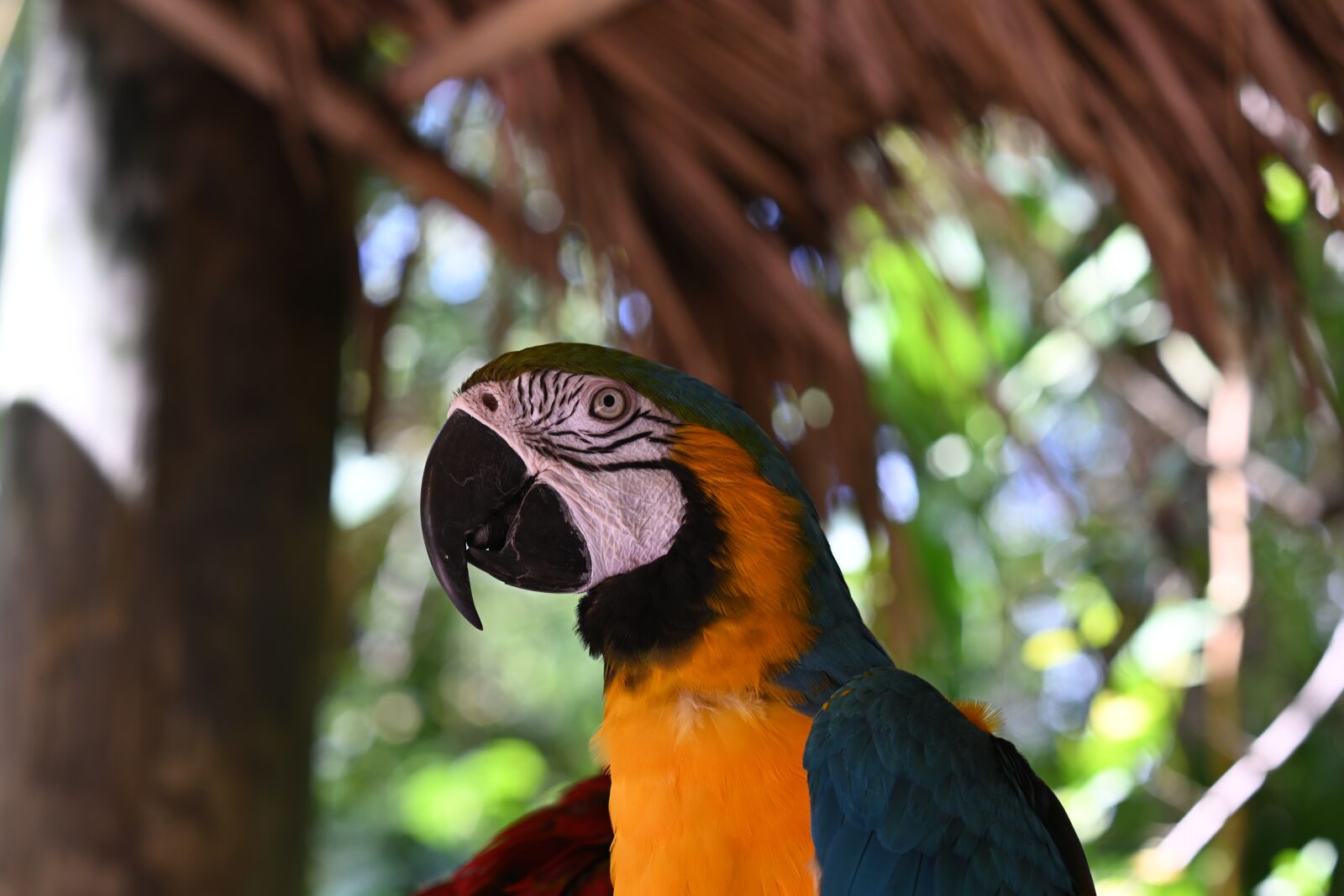 Nikon Z7 sample photo. Parrot, zoo, bird photography