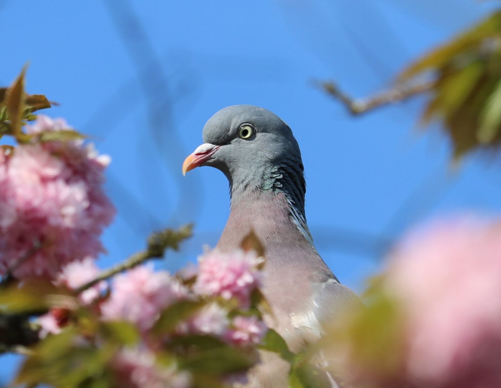 Canon EOS 750D (EOS Rebel T6i / EOS Kiss X8i) sample photo. Pigeon, head, blossom photography