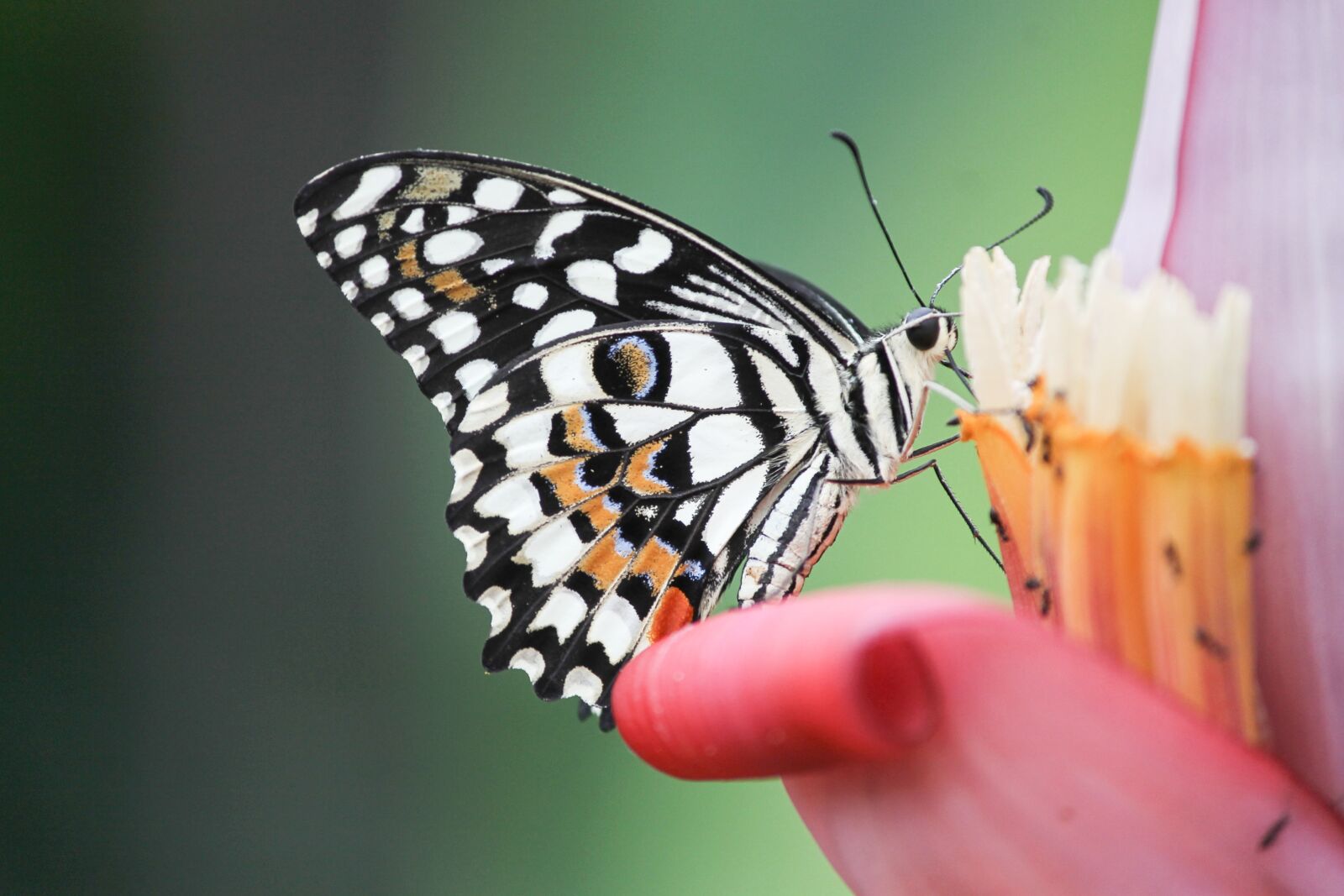 Canon EOS 1100D (EOS Rebel T3 / EOS Kiss X50) sample photo. Papilio demoleus, butterfly, insect photography