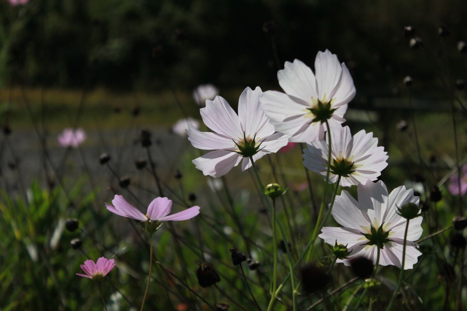 Canon EOS 500D (EOS Rebel T1i / EOS Kiss X3) sample photo. Cosmos, flowers, nature photography