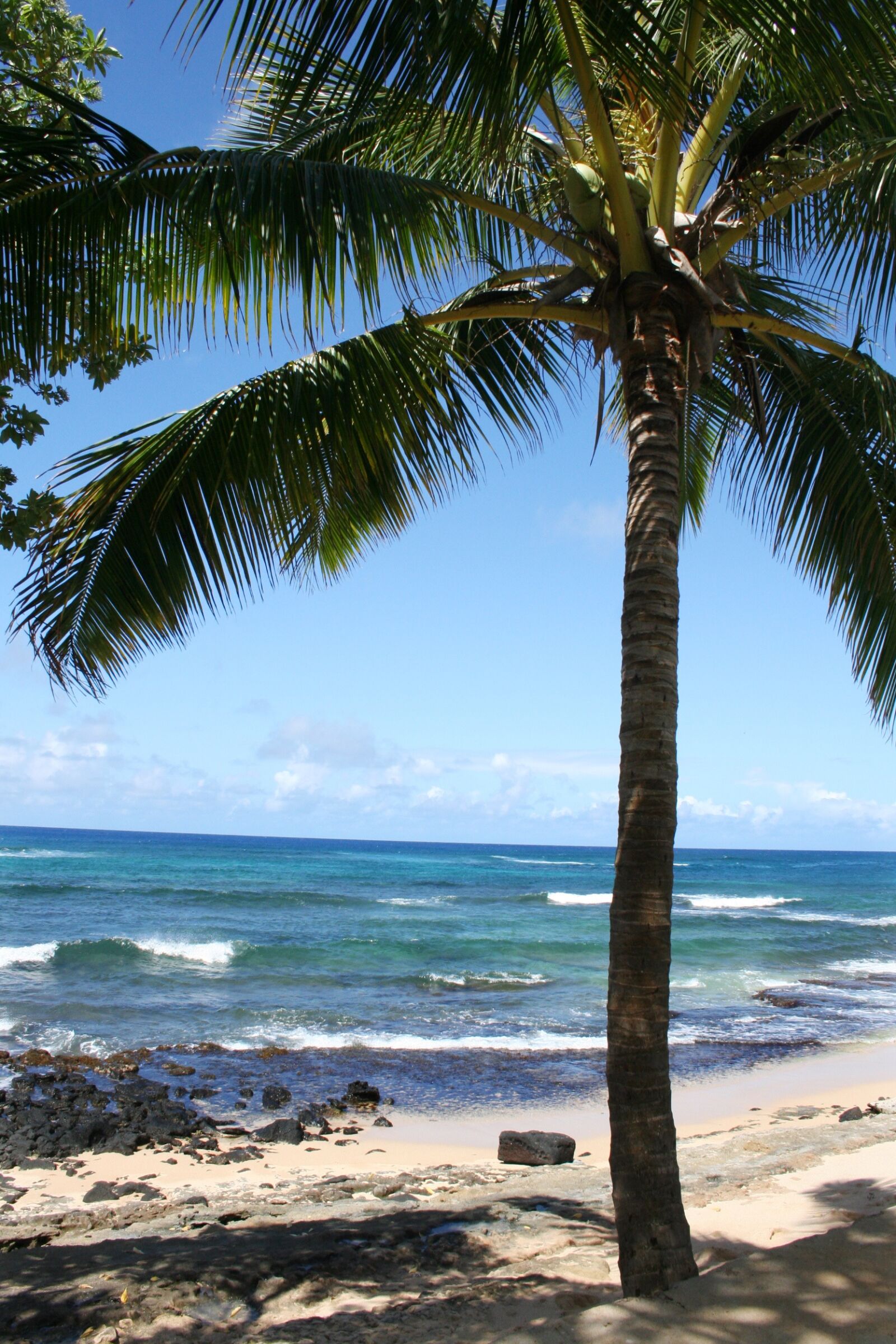 Canon EOS 350D (EOS Digital Rebel XT / EOS Kiss Digital N) sample photo. Hawaii, kauai, palm tree photography