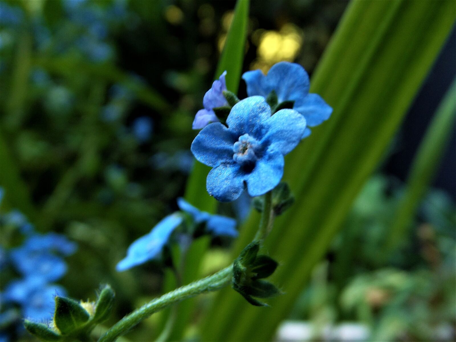 FujiFilm FinePix S2950 (FinePix S2990) sample photo. Flower, blue, garden photography