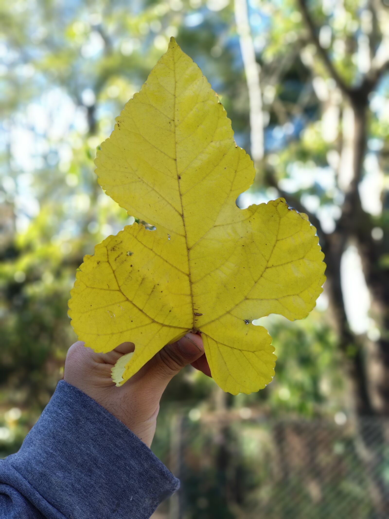 Xiaomi Mi A1 sample photo. Hoja, amarillo, otoño photography