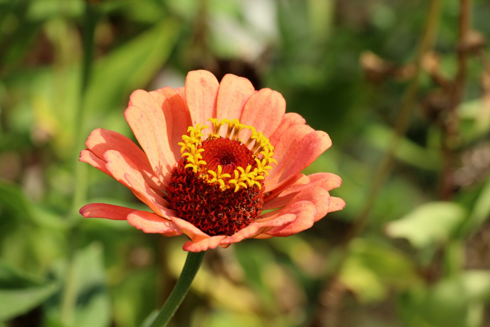 Canon EOS 1200D (EOS Rebel T5 / EOS Kiss X70 / EOS Hi) sample photo. Zinnia, flower, autumn photography