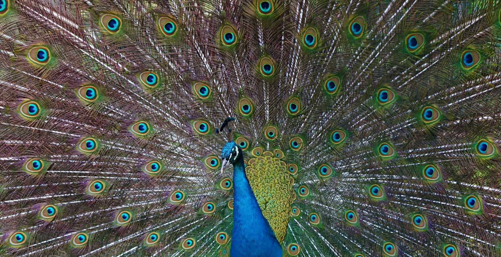 Sony Alpha NEX-5N sample photo. Peacock, feather, beat rad photography