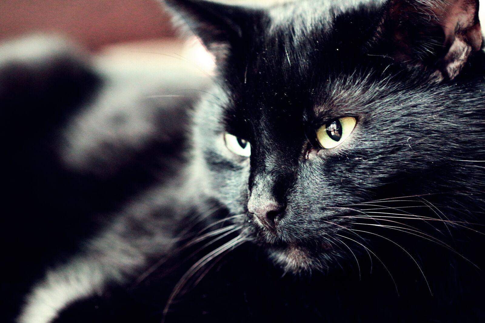 Canon EOS 70D + Canon EF 100mm F2.8 Macro USM sample photo. Cat, mammal, kitten photography