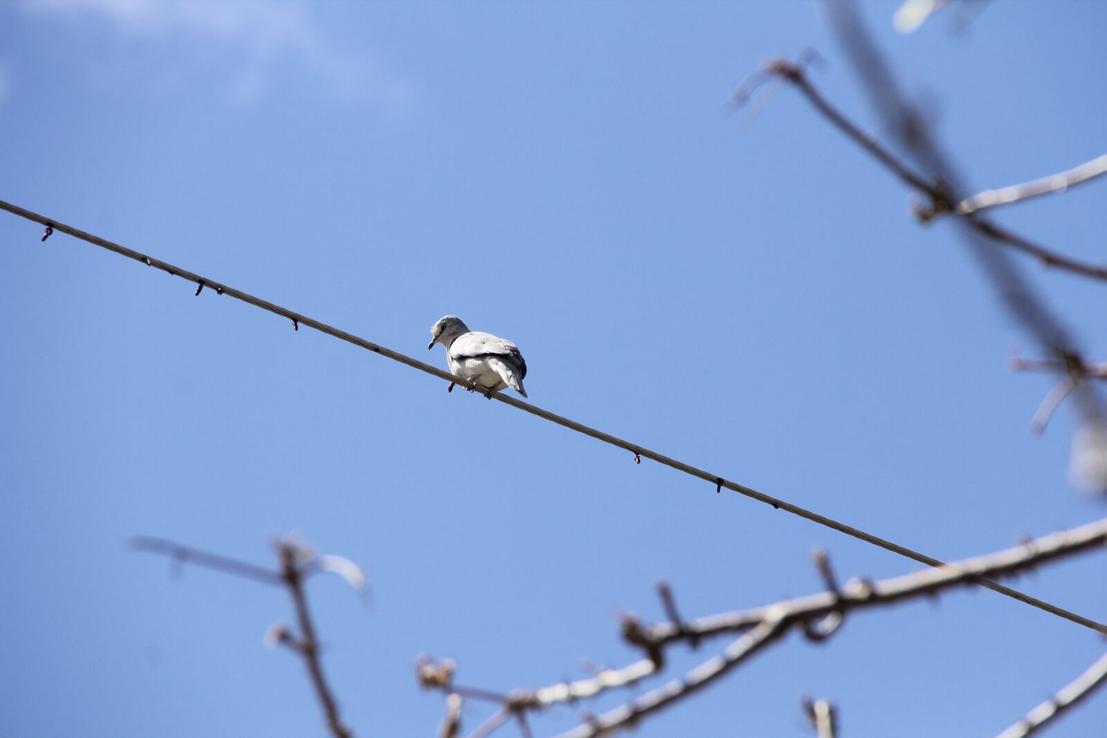 Canon EF-S 18-200mm F3.5-5.6 IS sample photo. Dove, bird, lines photography