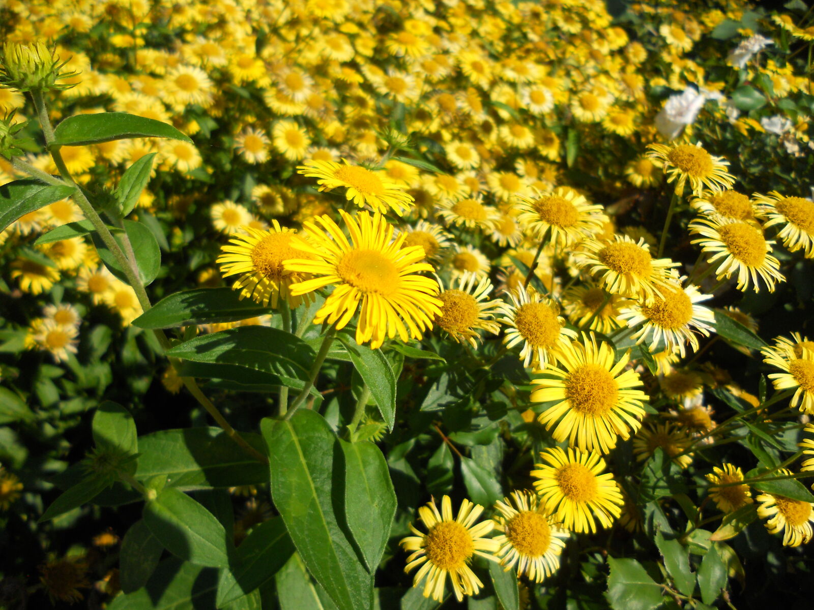 Nikon Coolpix S3000 sample photo