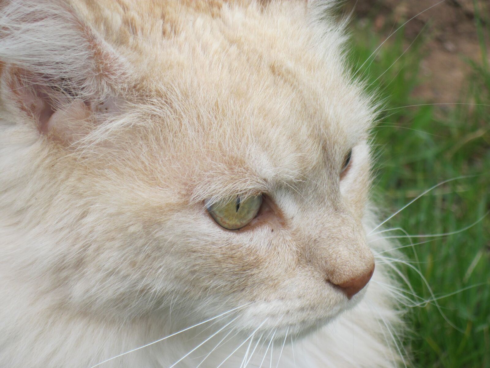 Canon PowerShot D10 sample photo. Cat, eyes, close up photography