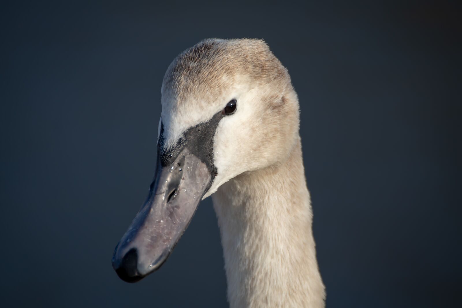Canon EOS 200D (EOS Rebel SL2 / EOS Kiss X9) sample photo. Swan, young animal, head photography