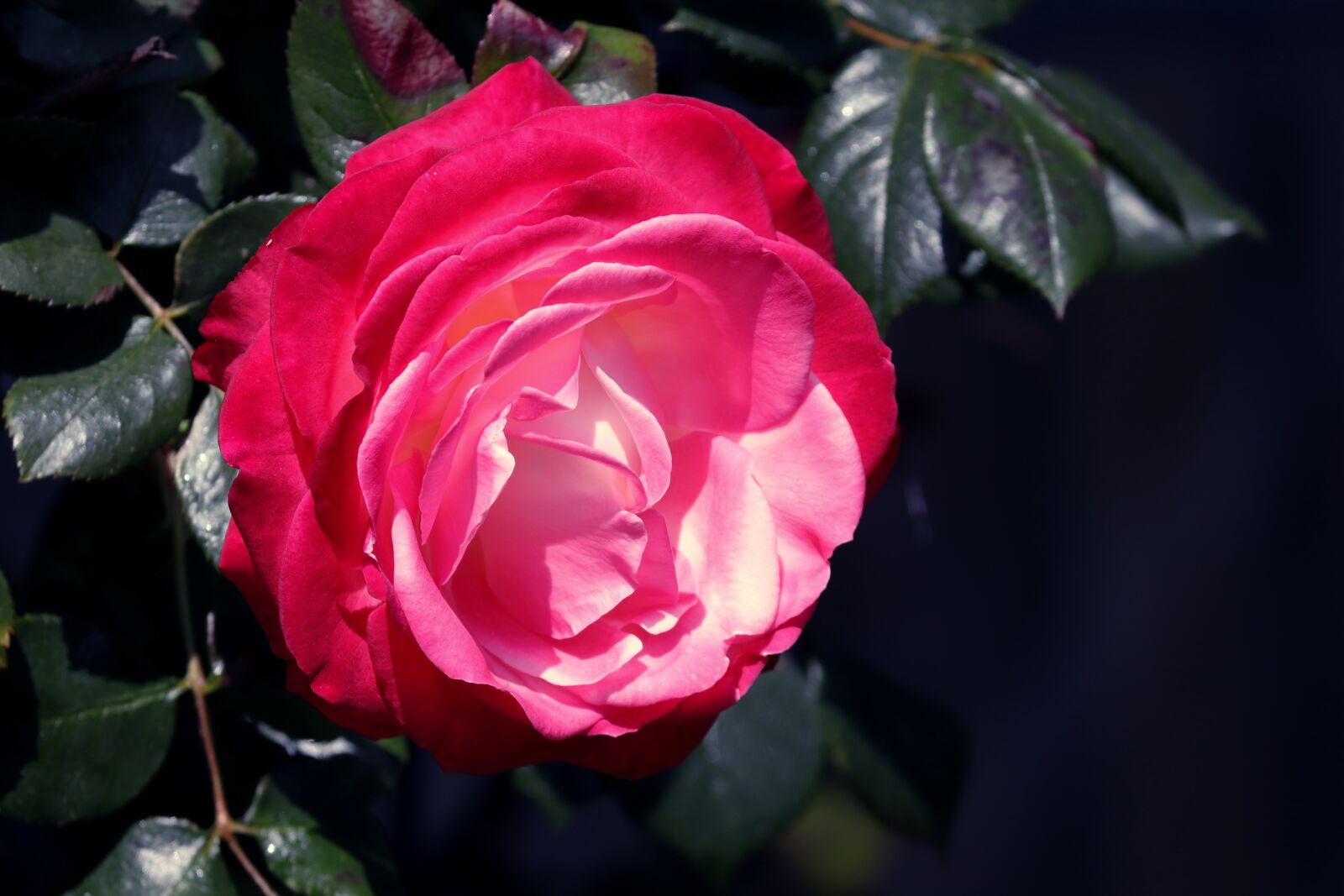 Canon EOS 200D (EOS Rebel SL2 / EOS Kiss X9) sample photo. Rose, pink, red photography