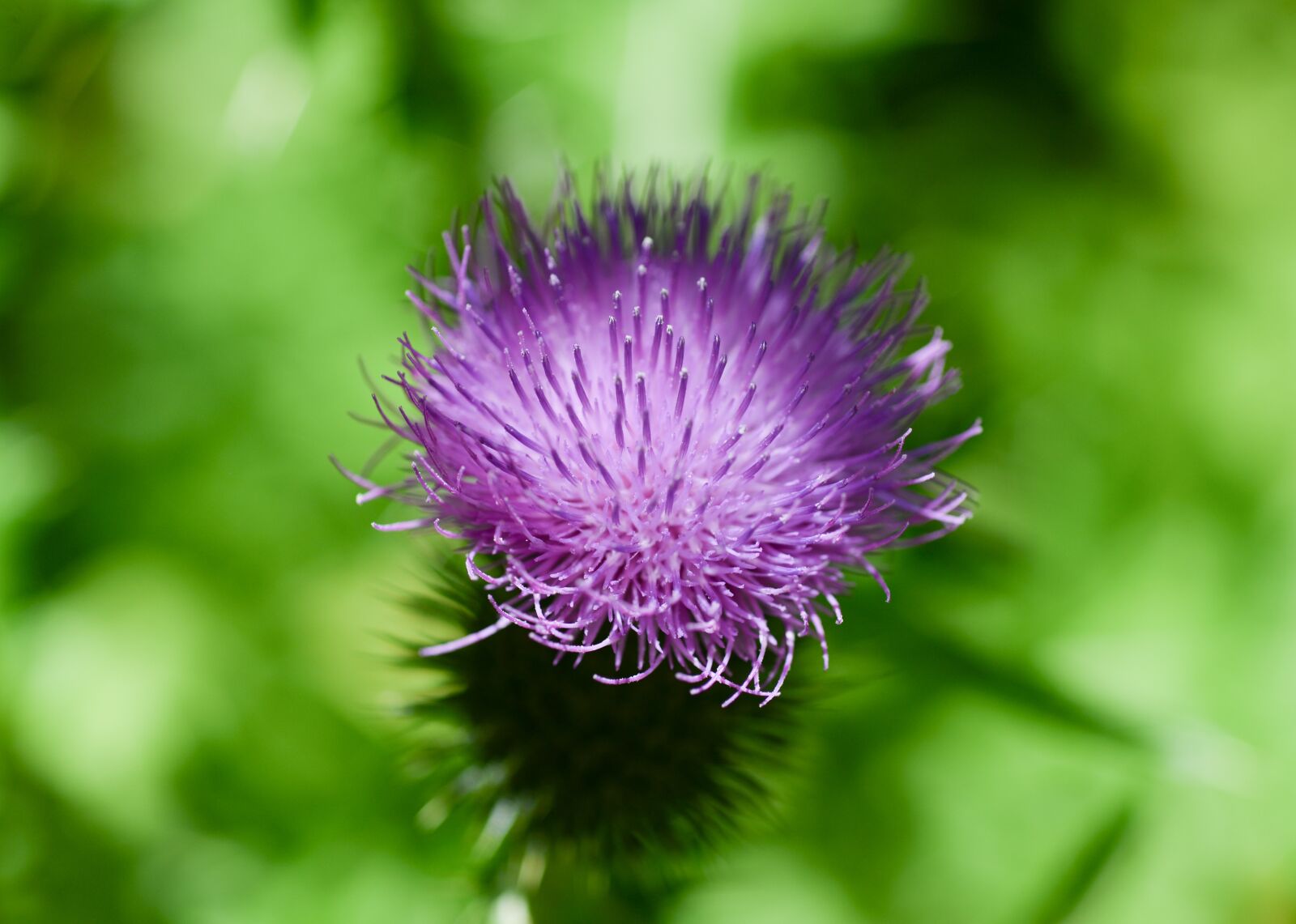 Nikon D610 sample photo. Thistle, purple, flower photography