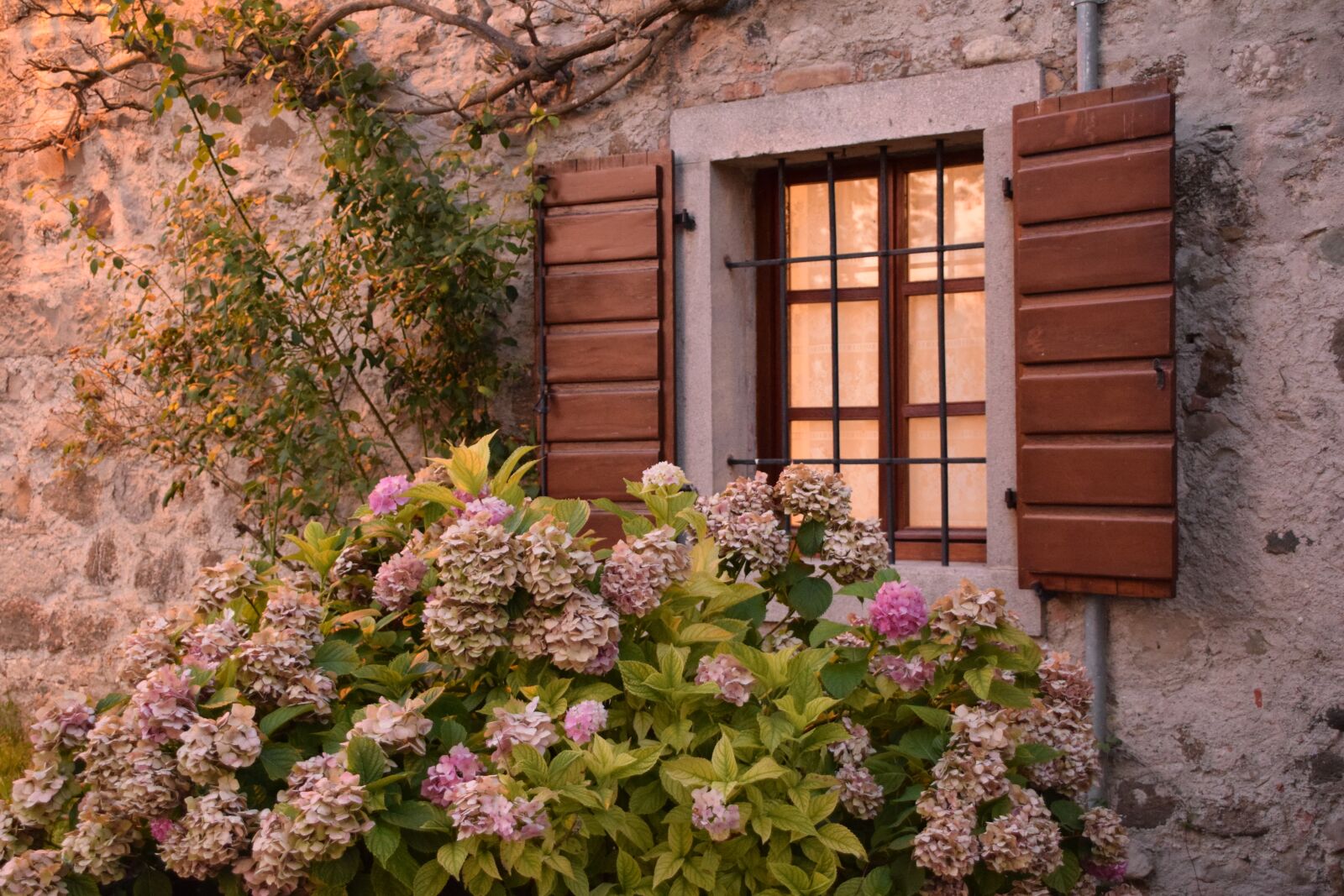 Nikon D5300 sample photo. Italy, cassacco, hydrangea photography