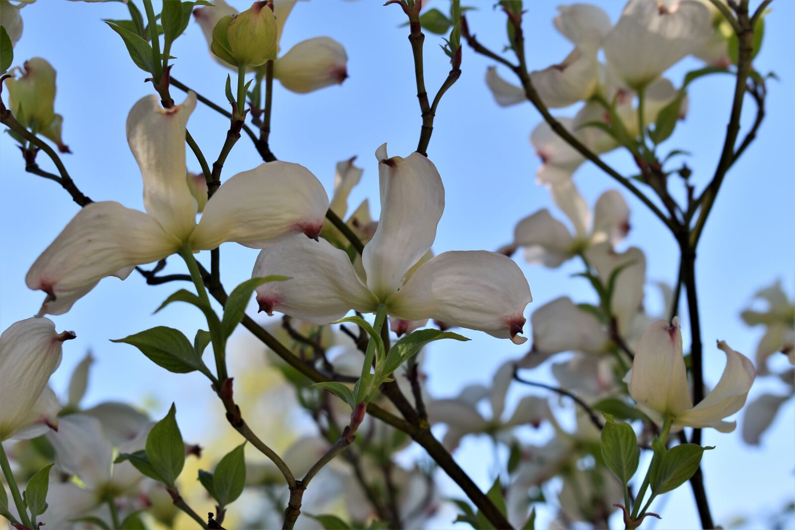 Nikon D5500 sample photo. Dogwood, bush, tree photography