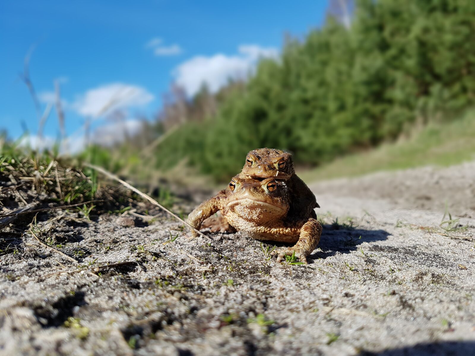 Samsung Galaxy S7 Edge sample photo. The frog, frogs, a photography