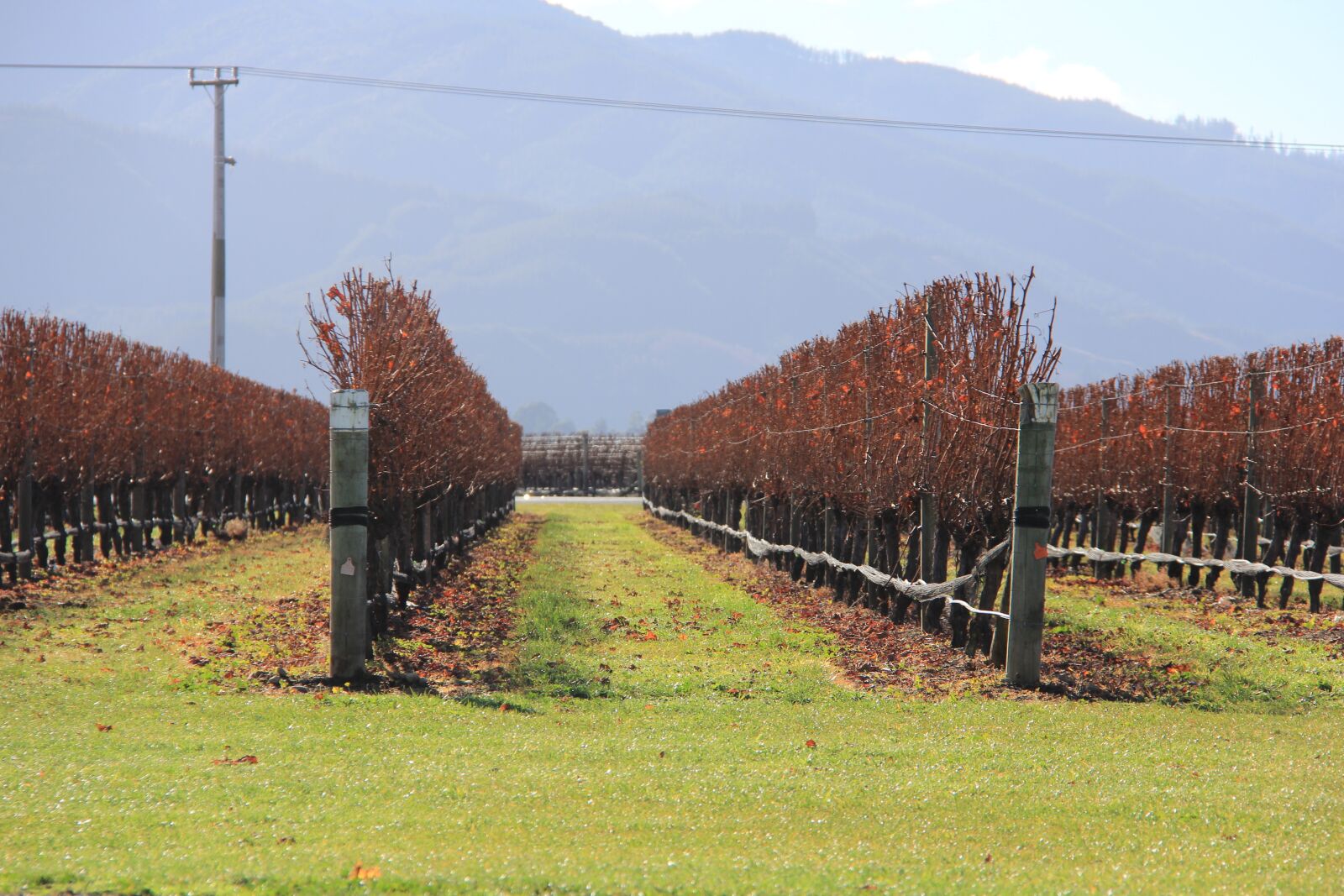 Canon EF-S 18-200mm F3.5-5.6 IS sample photo. Vineyard, blenheim, new photography