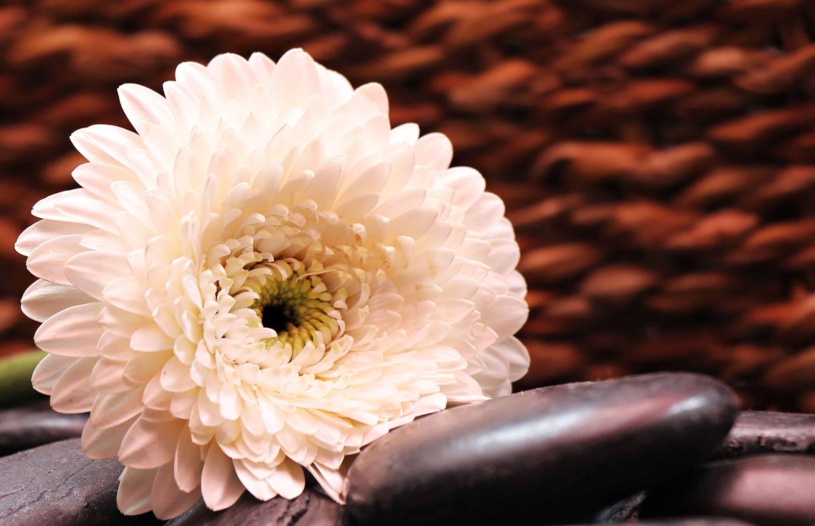 Canon EOS 550D (EOS Rebel T2i / EOS Kiss X4) sample photo. Nature, flower, pink, petal photography