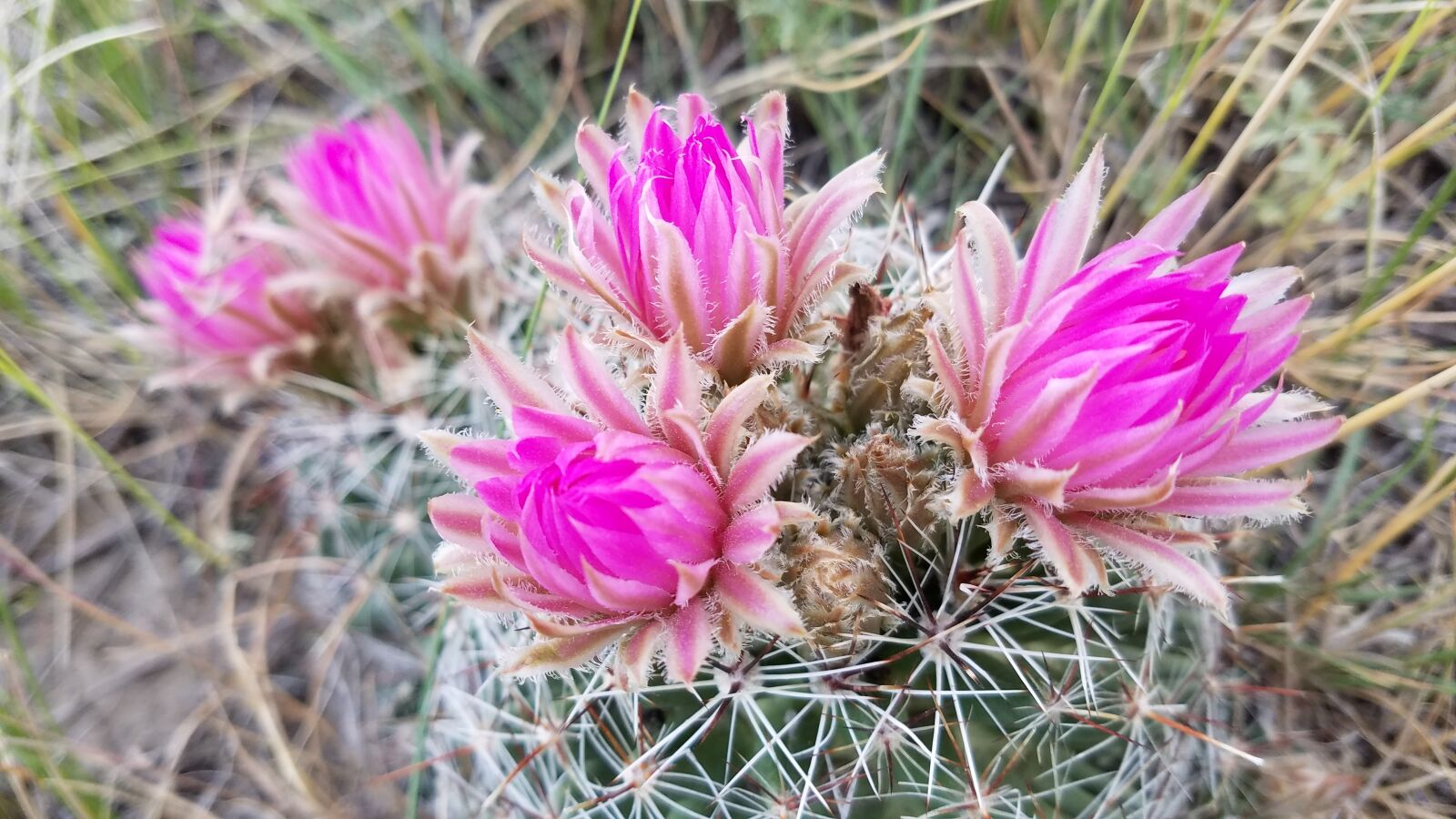 Samsung Galaxy S7 Edge sample photo. Cactus, flower, wildflower photography