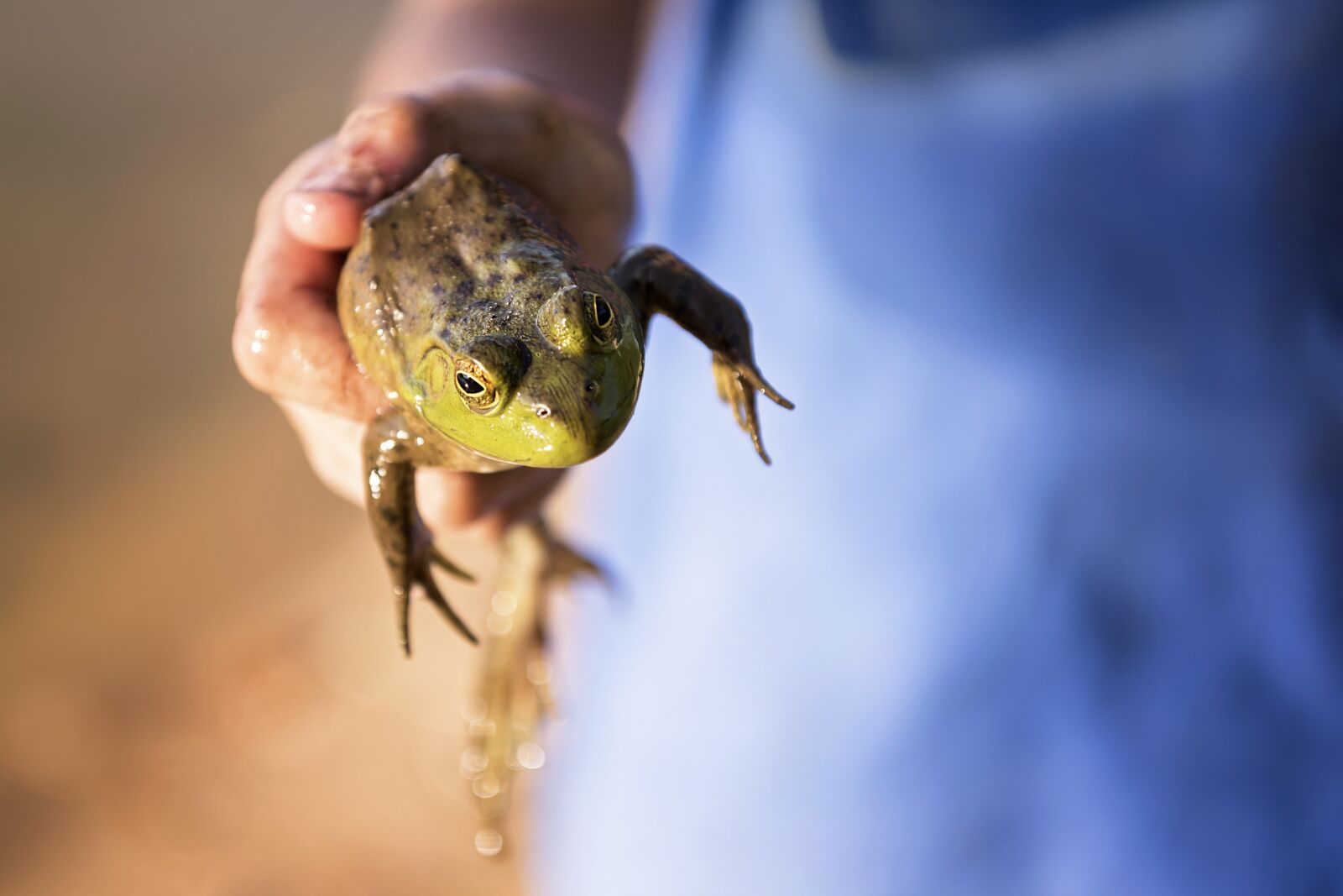 Nikon D810 sample photo. Frog, toad, reptile photography
