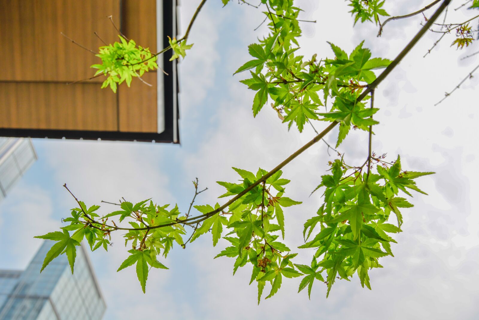 Nikon D5200 sample photo. Green, maple, look up photography