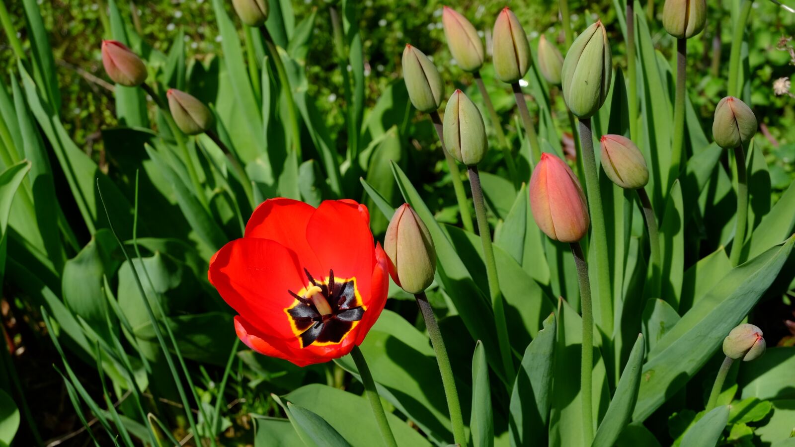 Fujifilm XC 16-50mm F3.5-5.6 OIS II sample photo. Tulips, tulpenbluete, blossomed photography