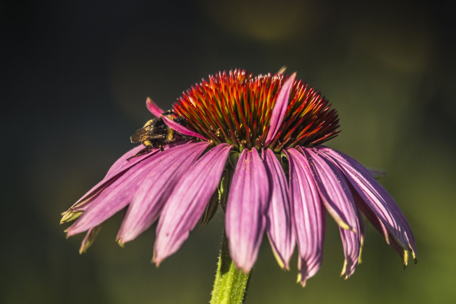 Canon EF-S 55-250mm F4-5.6 IS STM sample photo. Bee, flower, violet photography