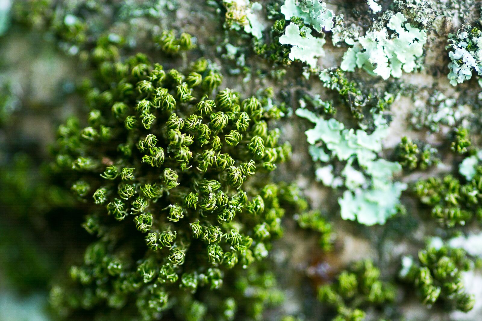 Nikon D7100 sample photo. Nature, algae, tree photography