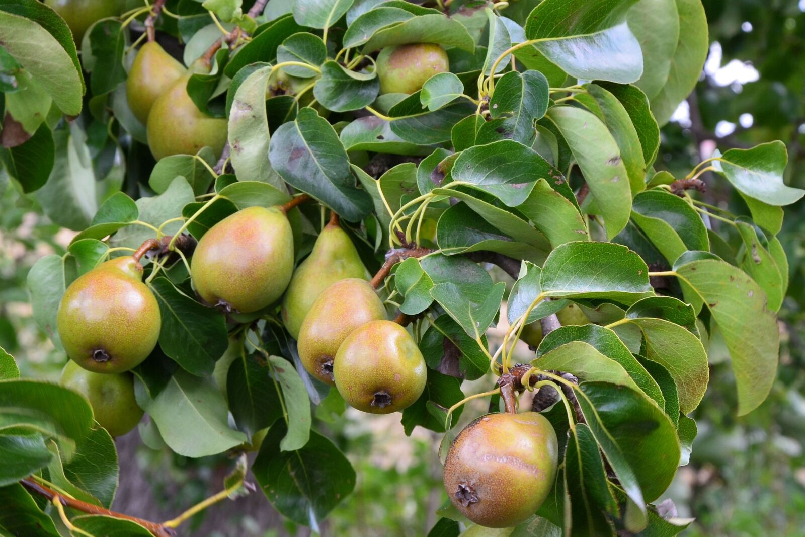 Nikon D5100 sample photo. Pears, pear, branch photography