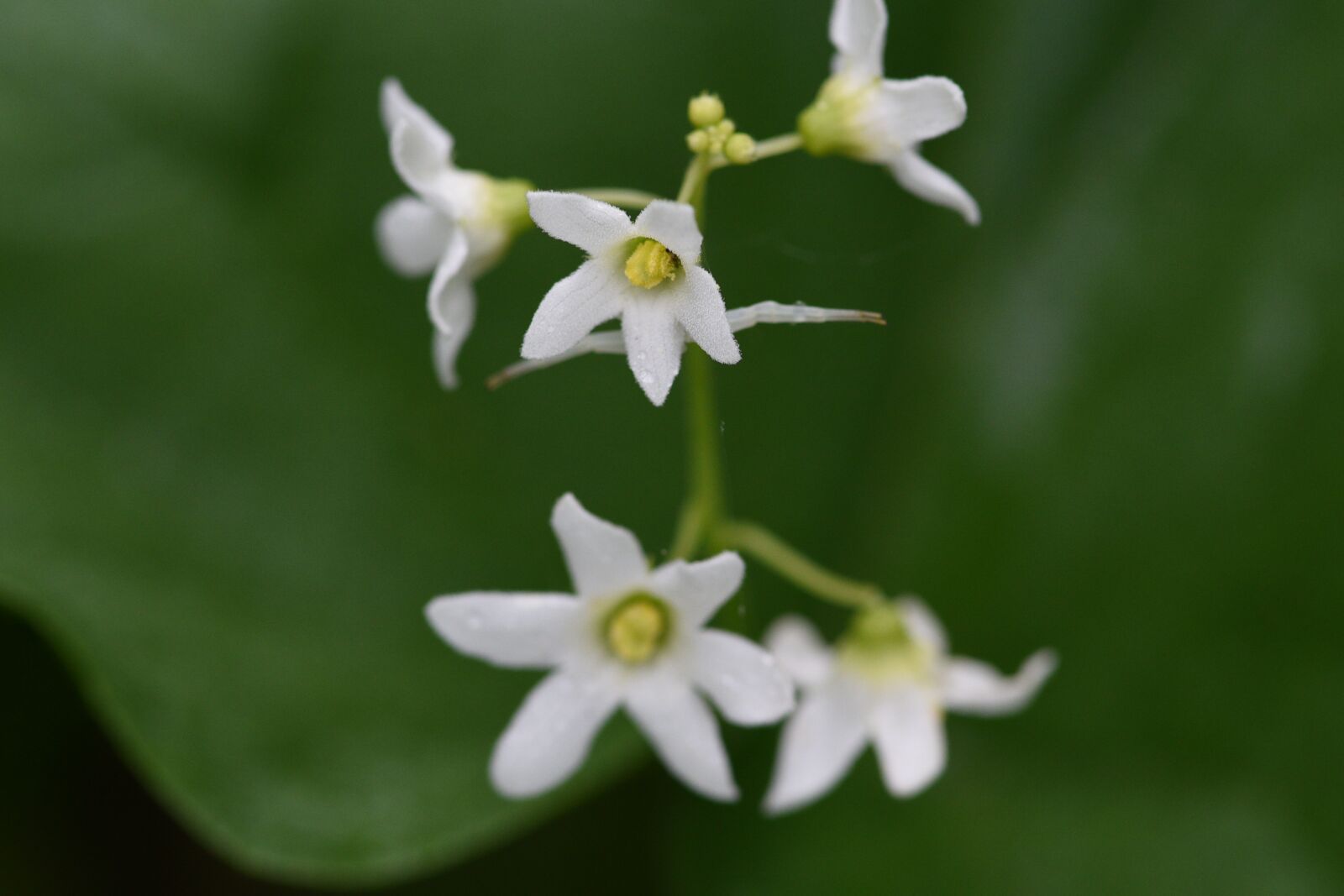 Nikon D750 sample photo. Wild, flowers, white photography