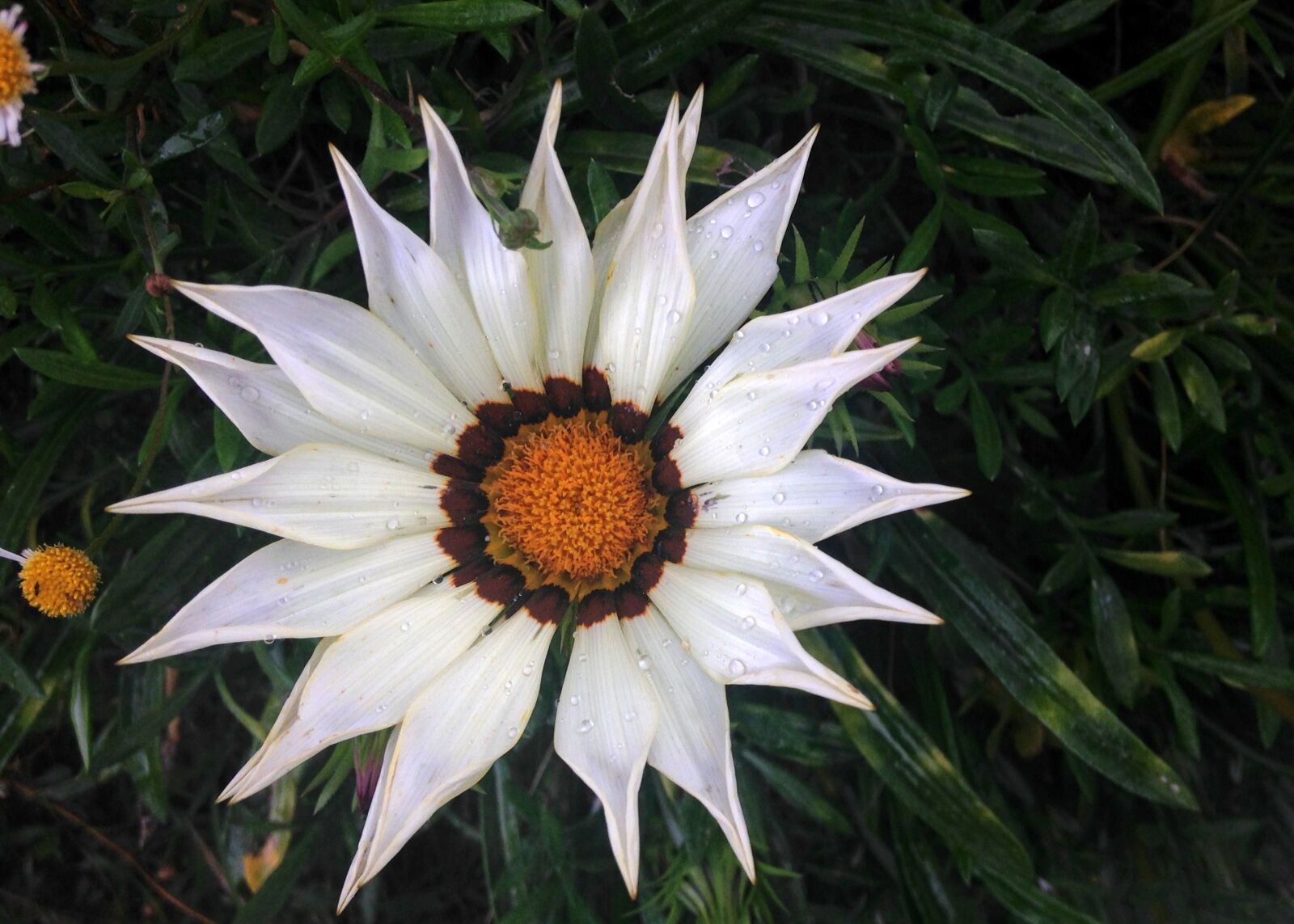 iPhone 5c back camera 4.12mm f/2.4 sample photo. Daisy, flower, garden, plant photography