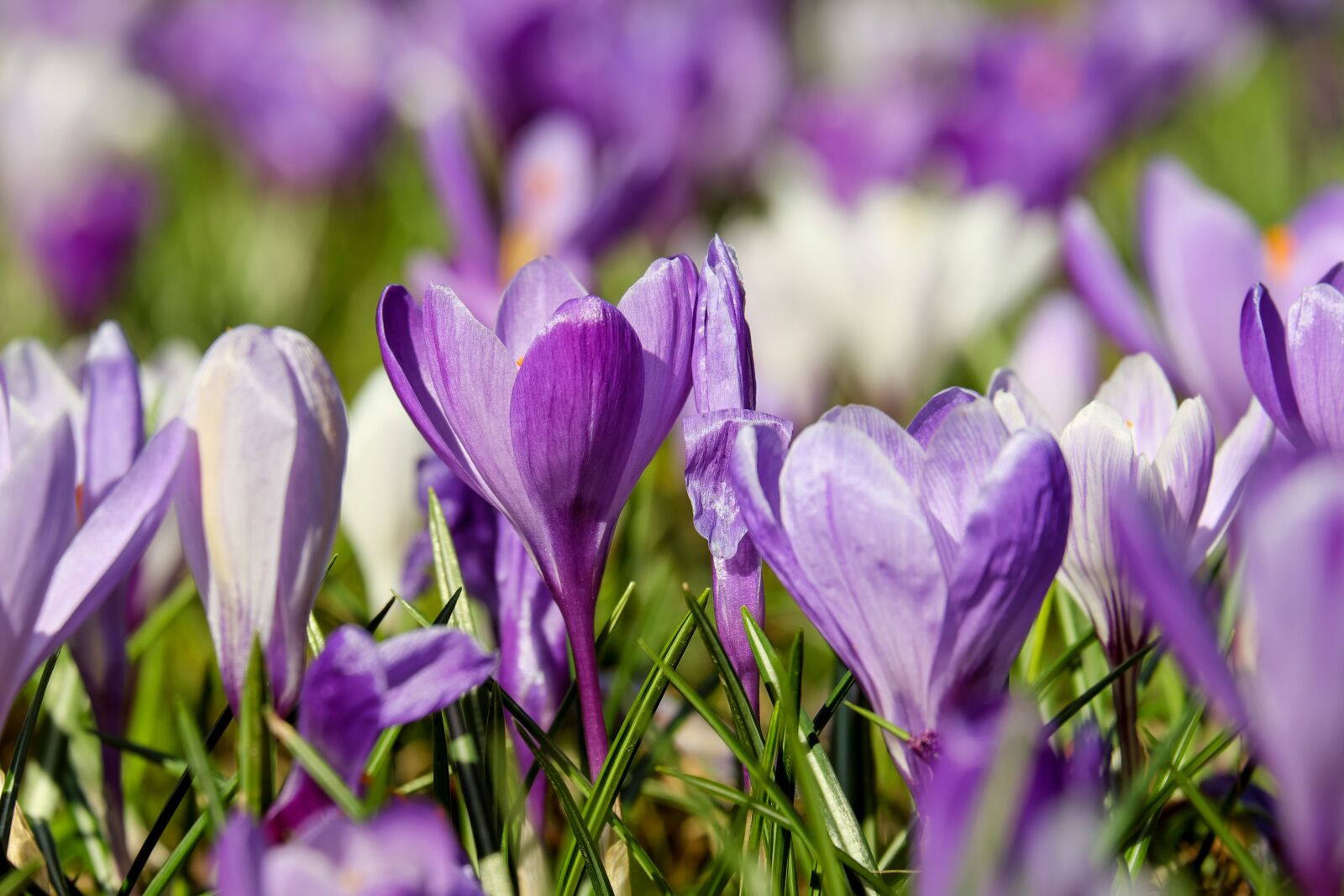 Fujifilm XF 55-200mm F3.5-4.8 R LM OIS sample photo. Crocus, flower, blossom photography