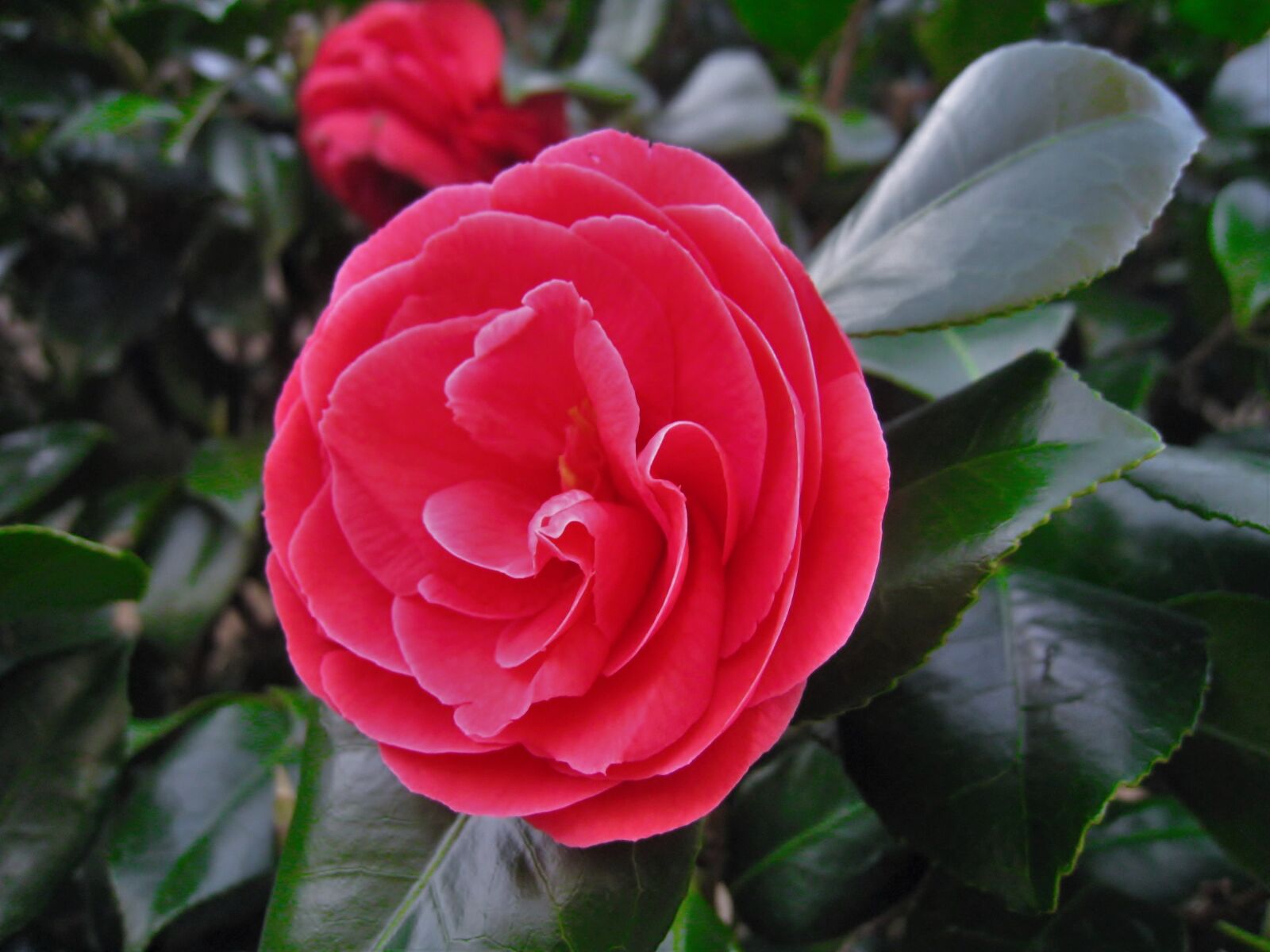 Canon IXY DIGITAL 910 IS sample photo. Camellia, flowers, leaf photography